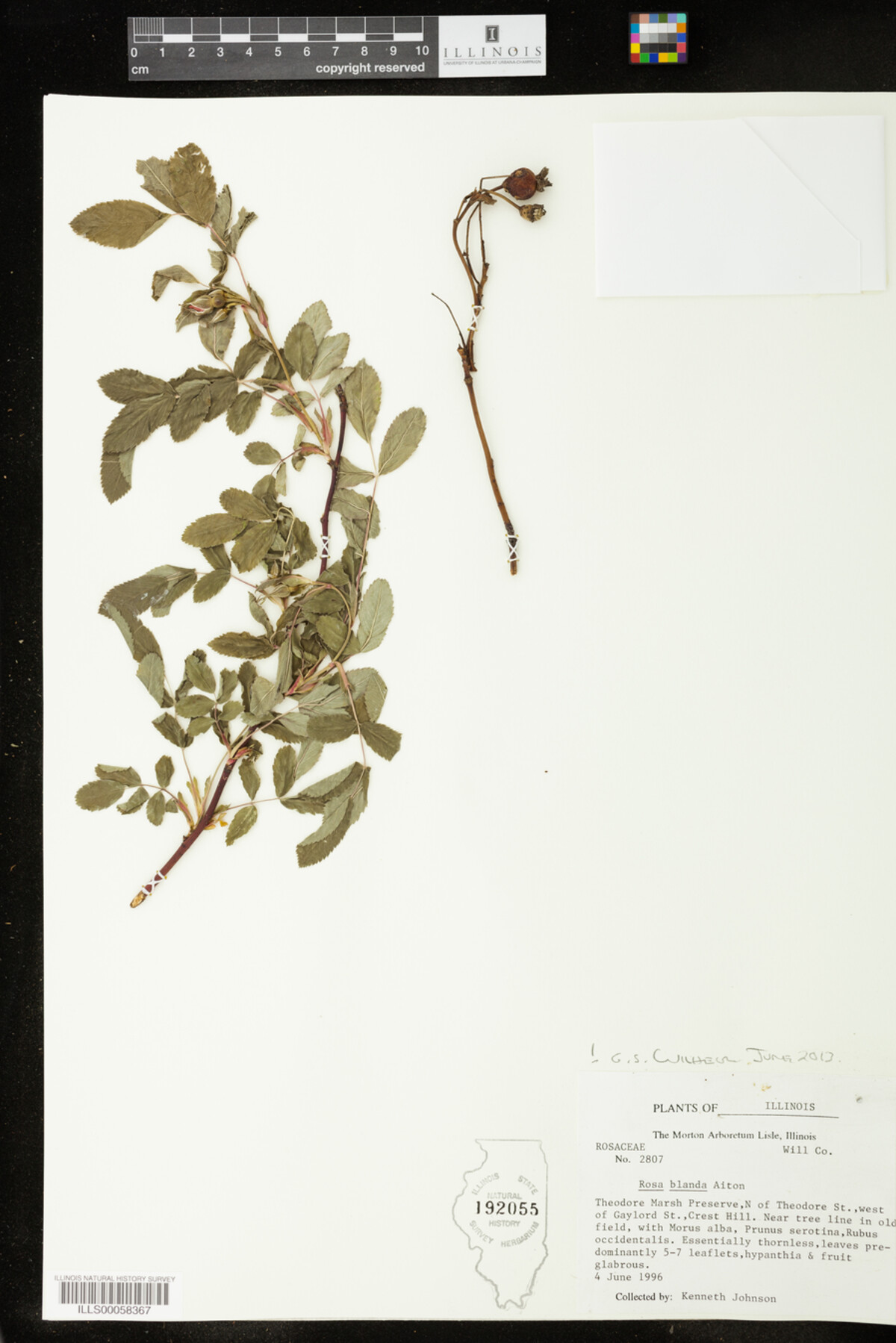 Rosa blanda image