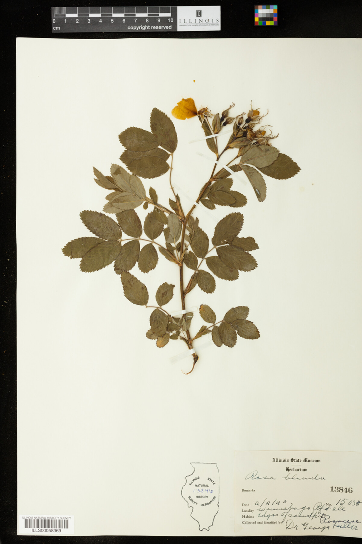 Rosa blanda image