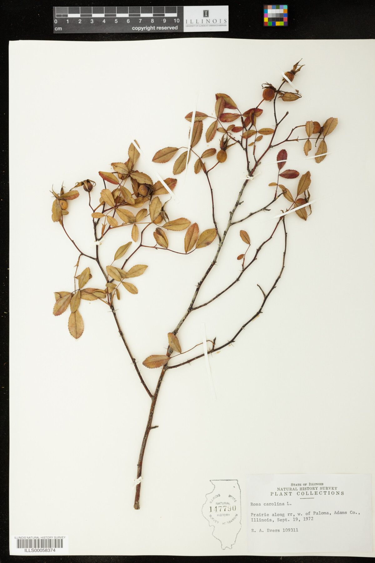 Rosa carolina image