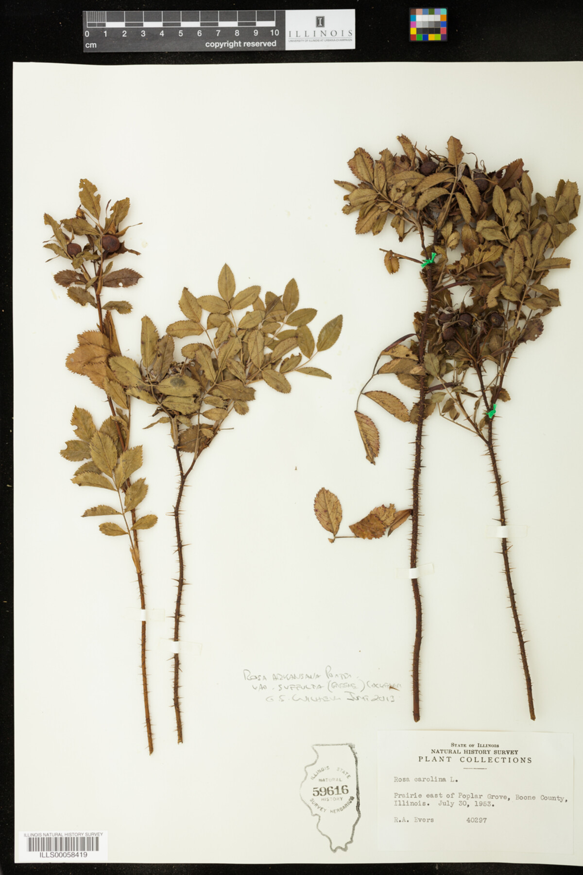 Rosa arkansana image