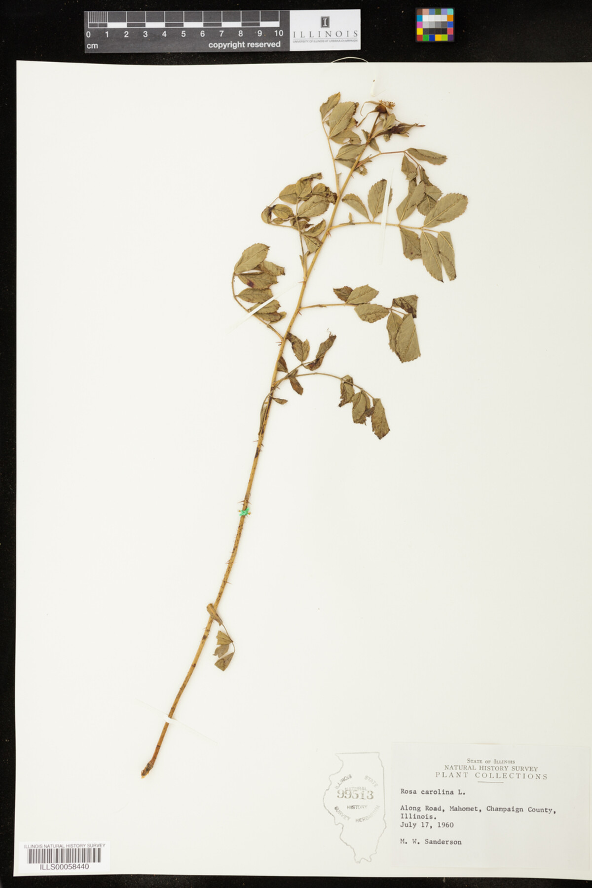 Rosa carolina image
