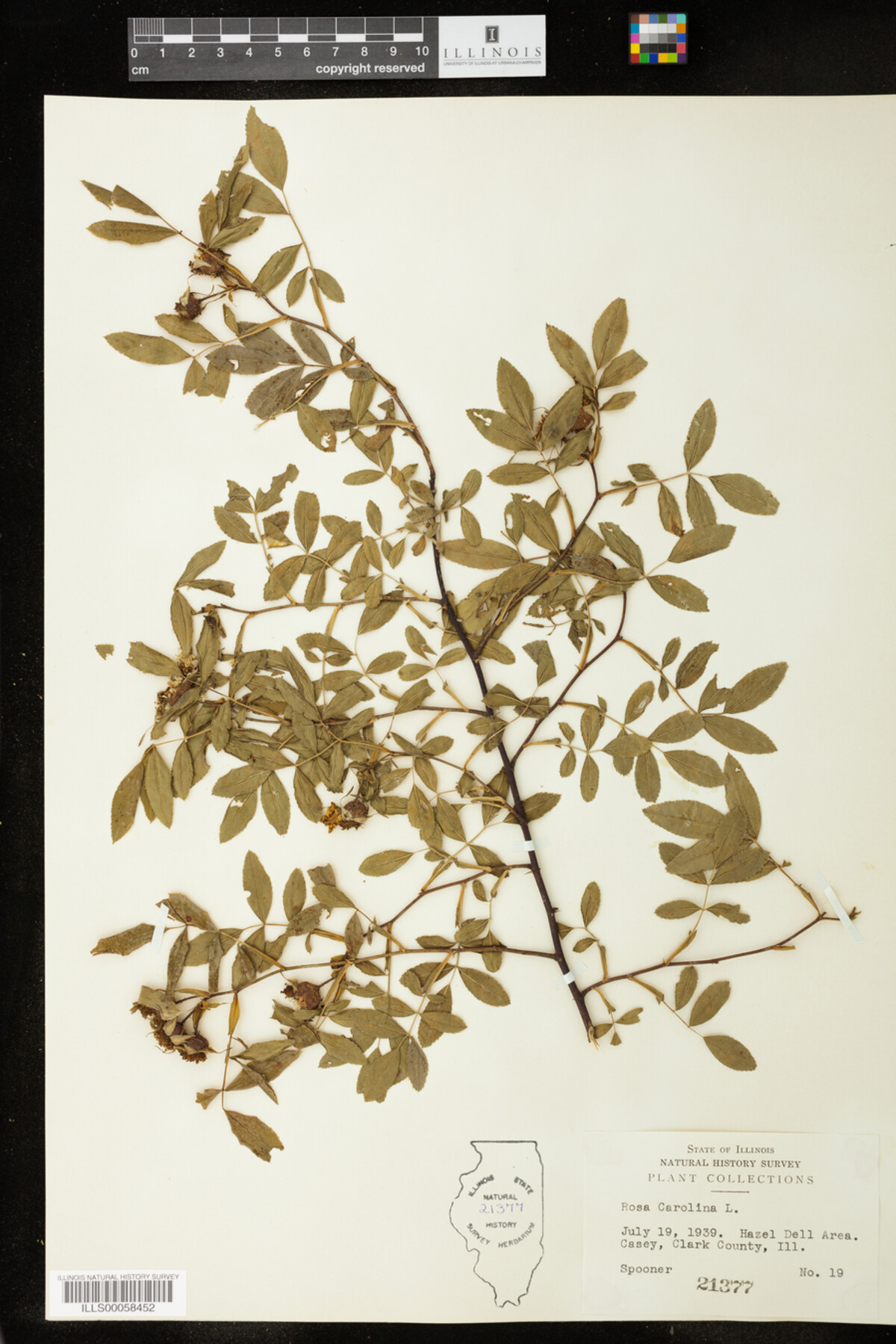 Rosa carolina image