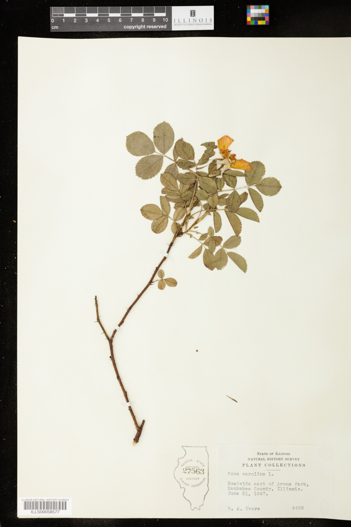 Rosa carolina image