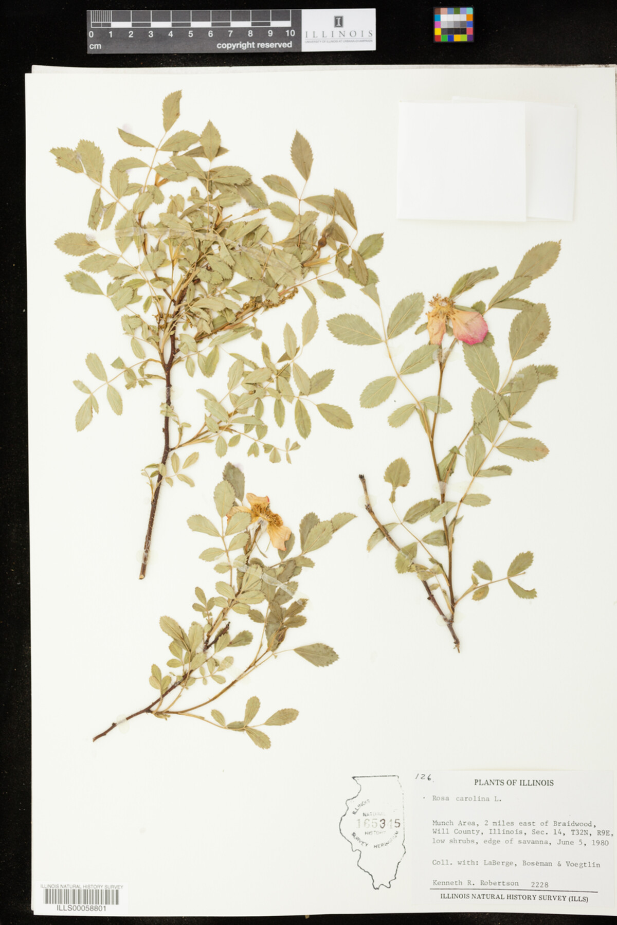 Rosa carolina image
