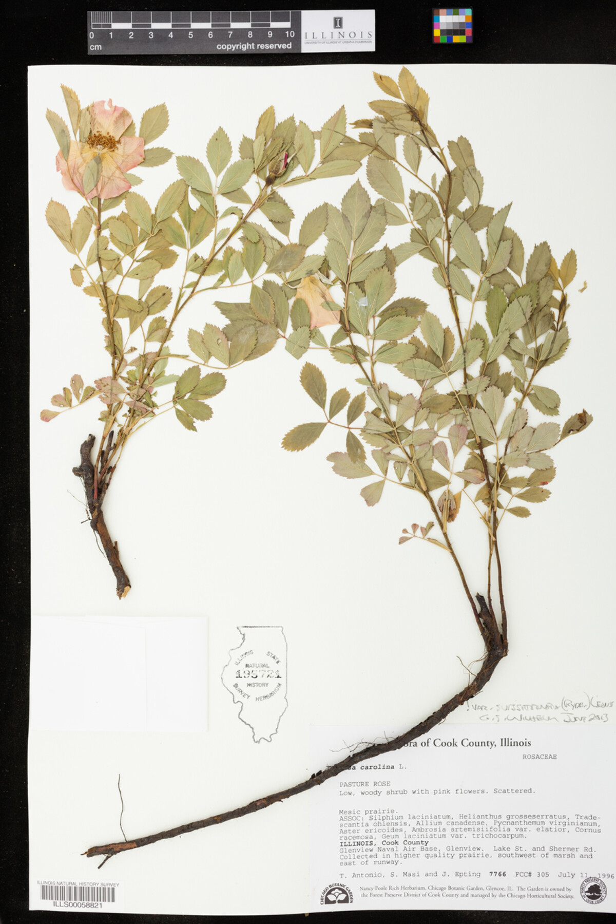 Rosa carolina var. subserrulata image
