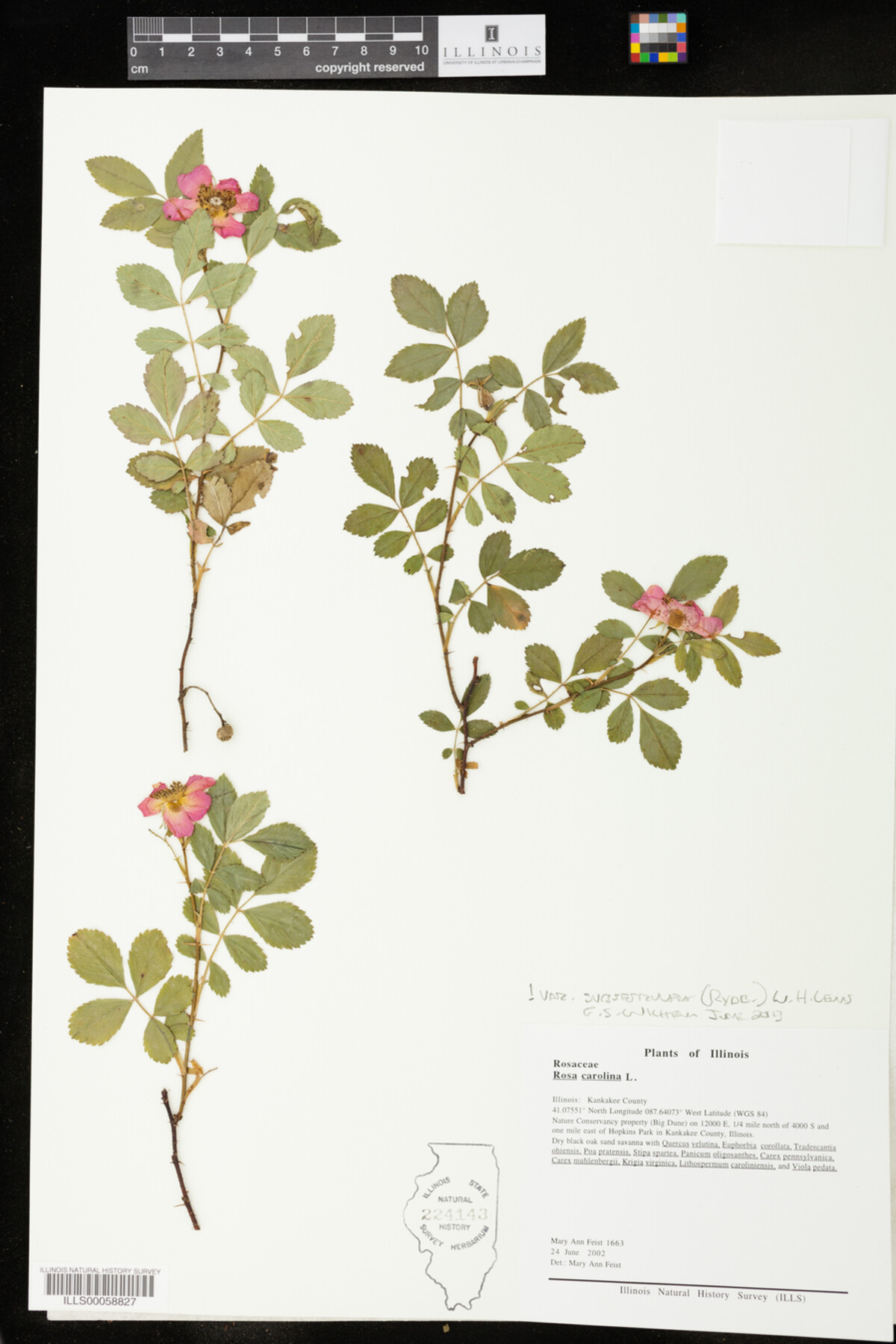 Rosa carolina var. subserrulata image
