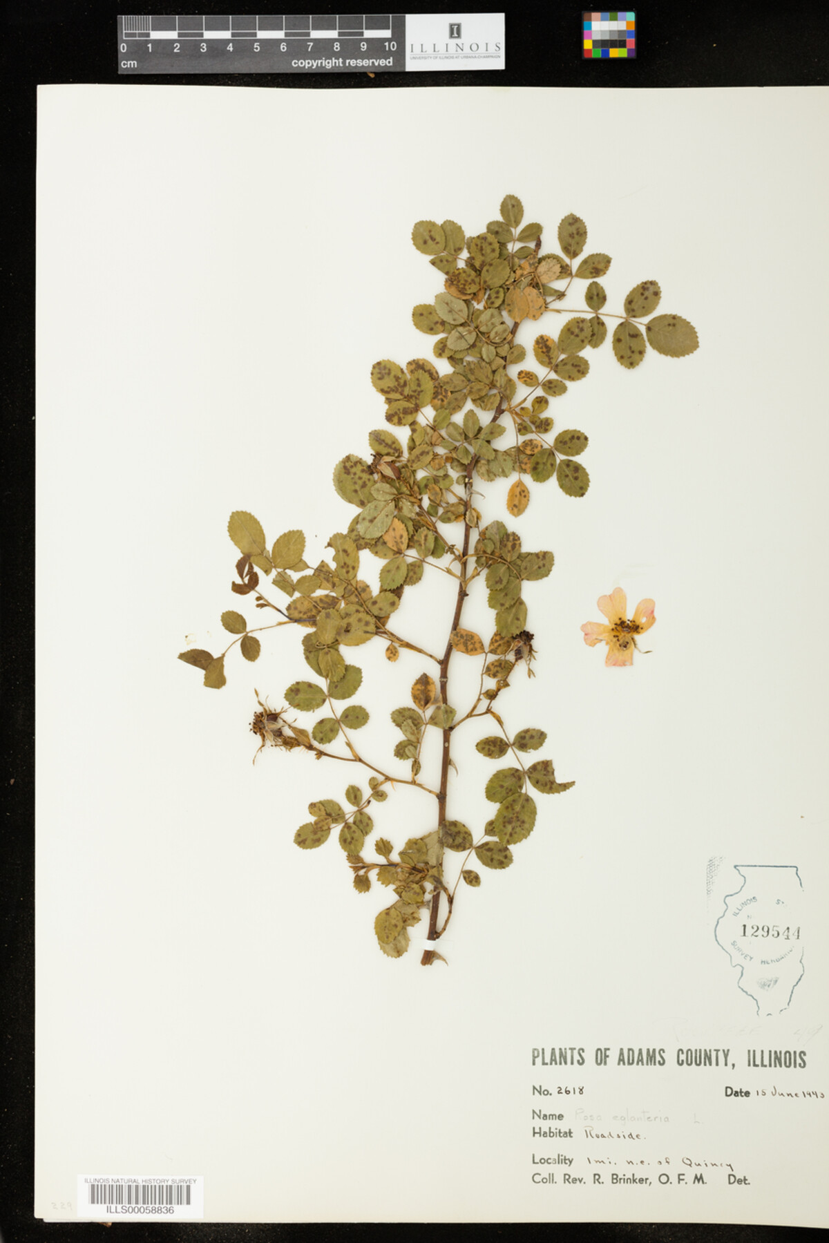 Rosa eglanteria image
