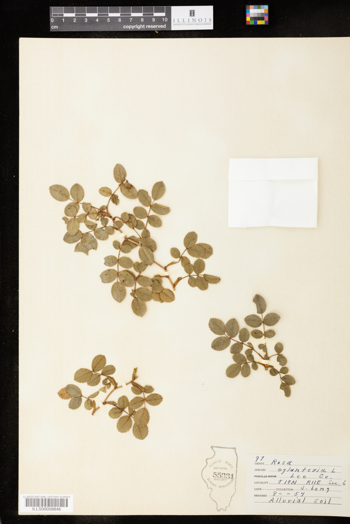 Rosa eglanteria image