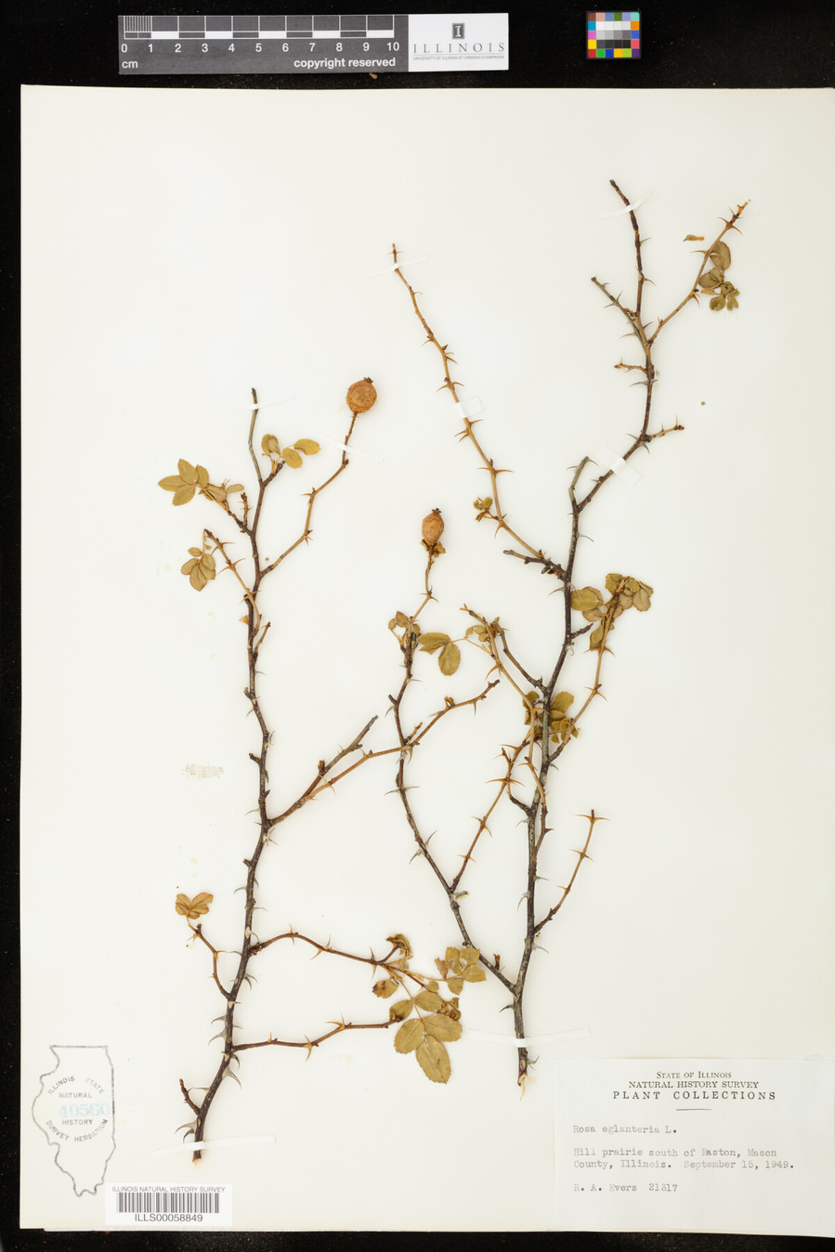 Rosa image