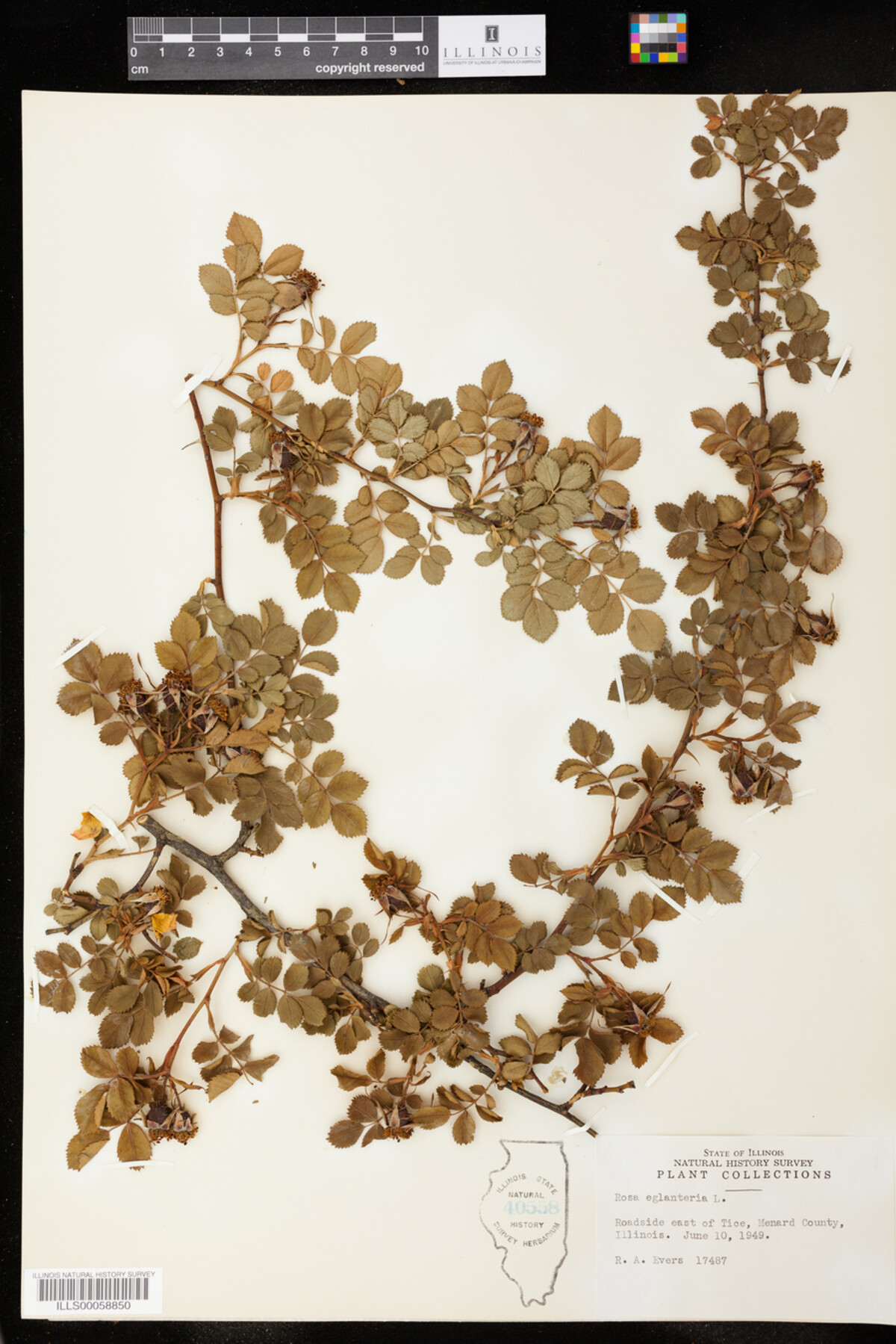 Rosa eglanteria image