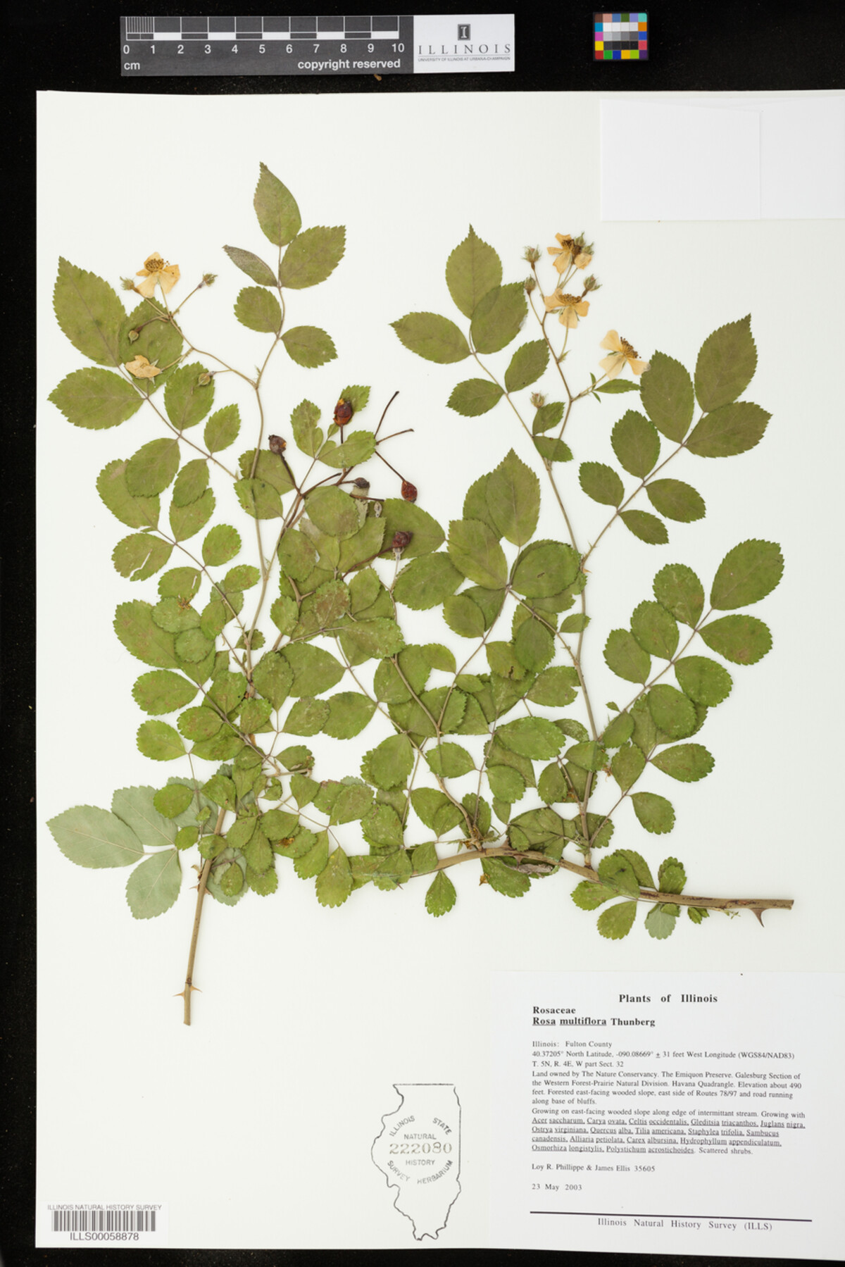 Rosa multiflora image