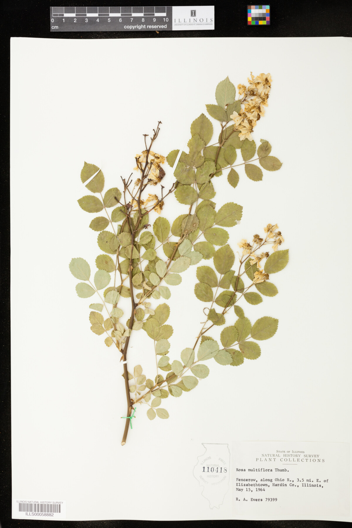 Rosa multiflora image