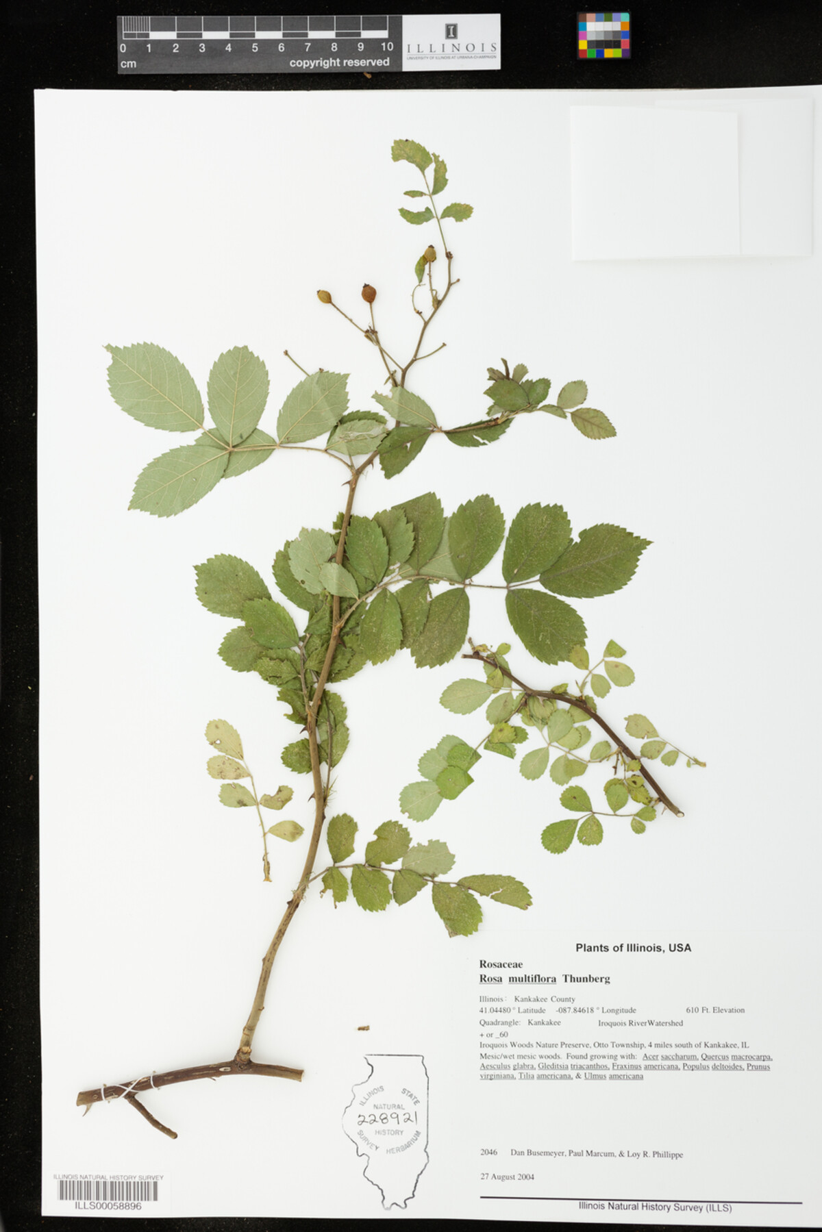 Rosa multiflora image
