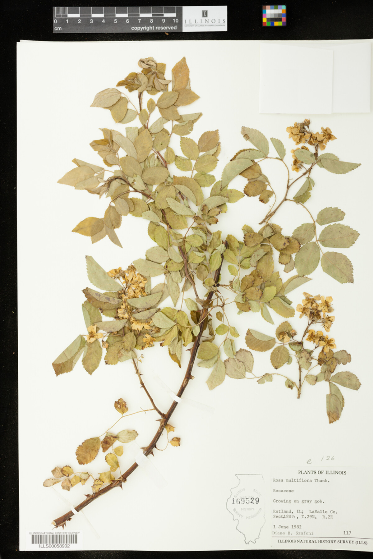 Rosa multiflora image