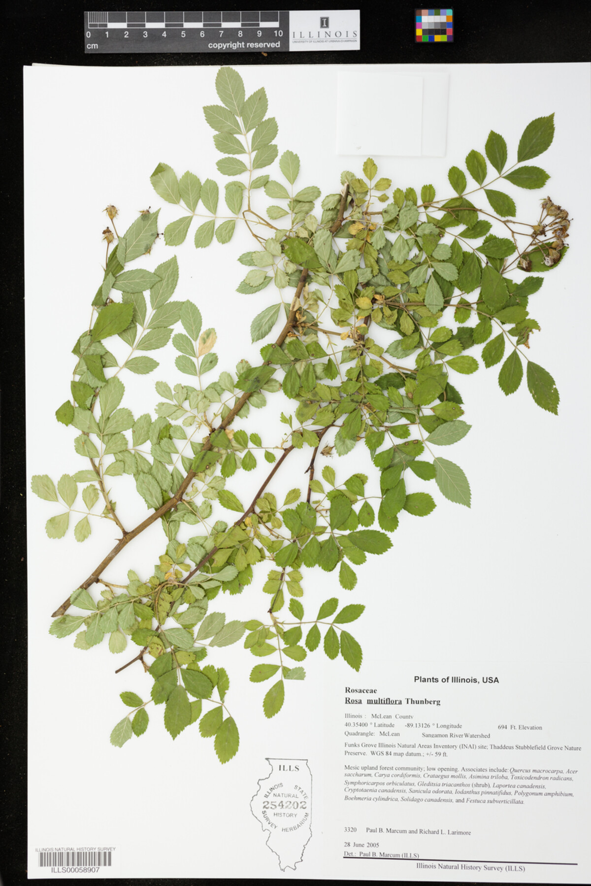 Rosa multiflora image