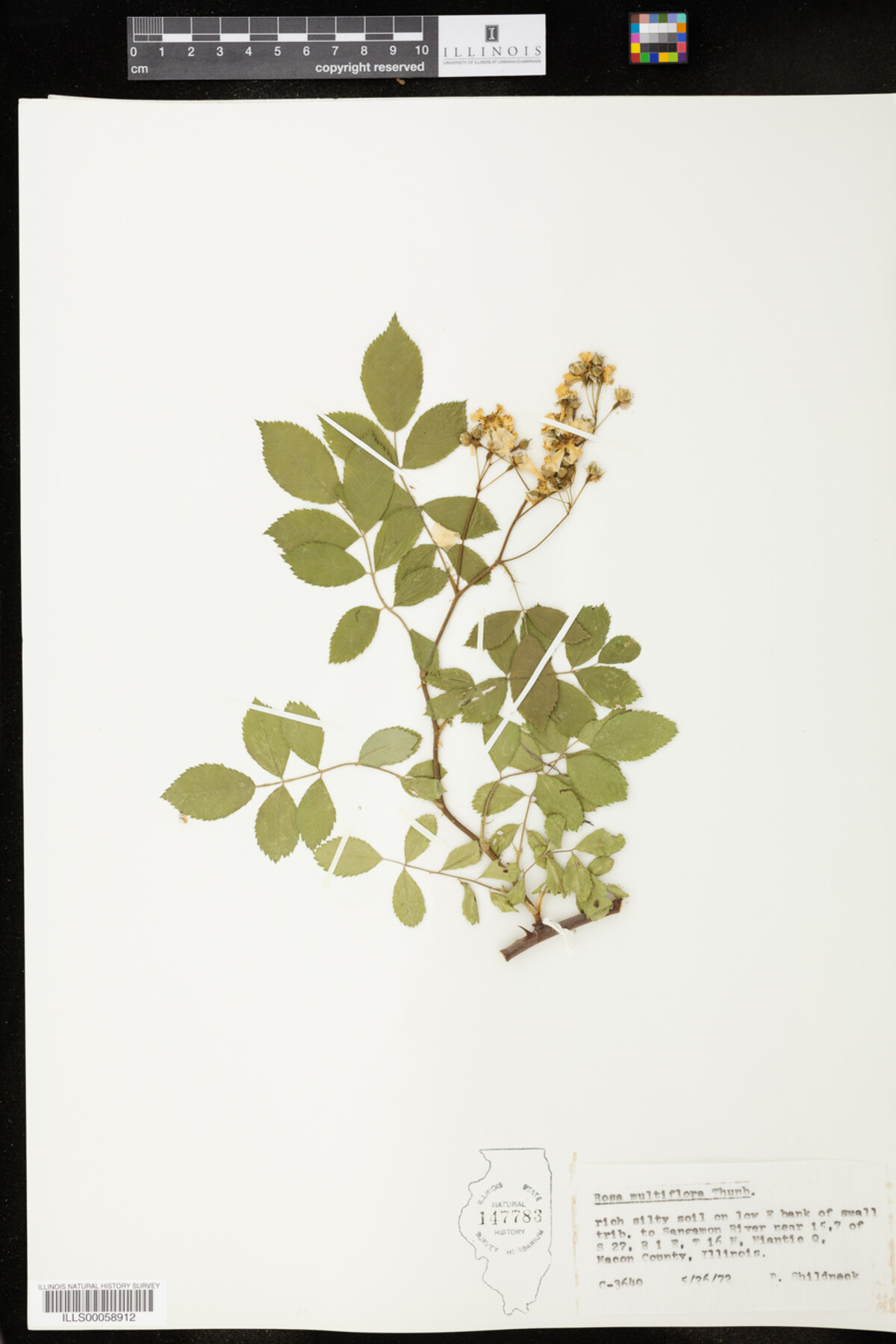 Rosa multiflora image
