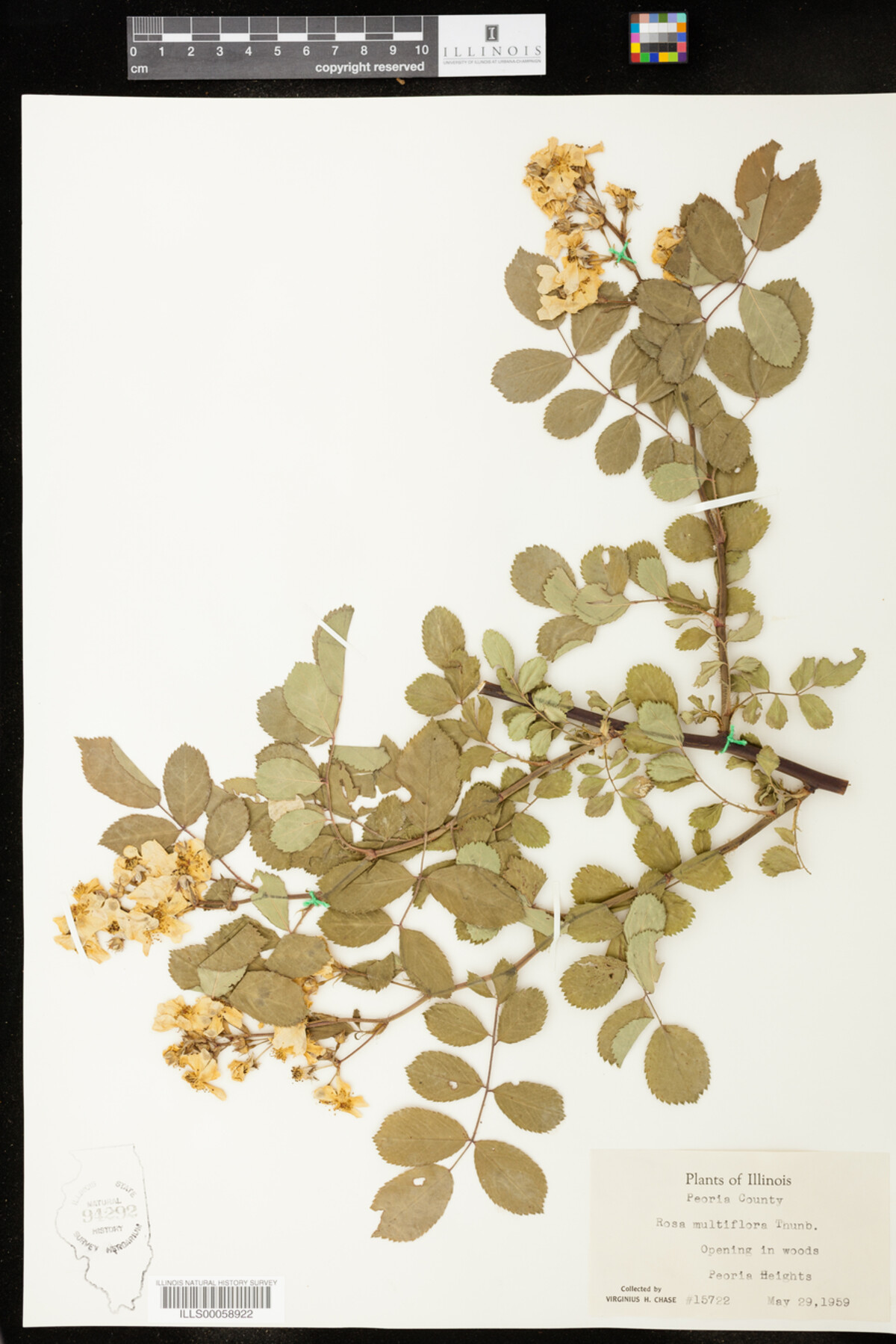 Rosa multiflora image