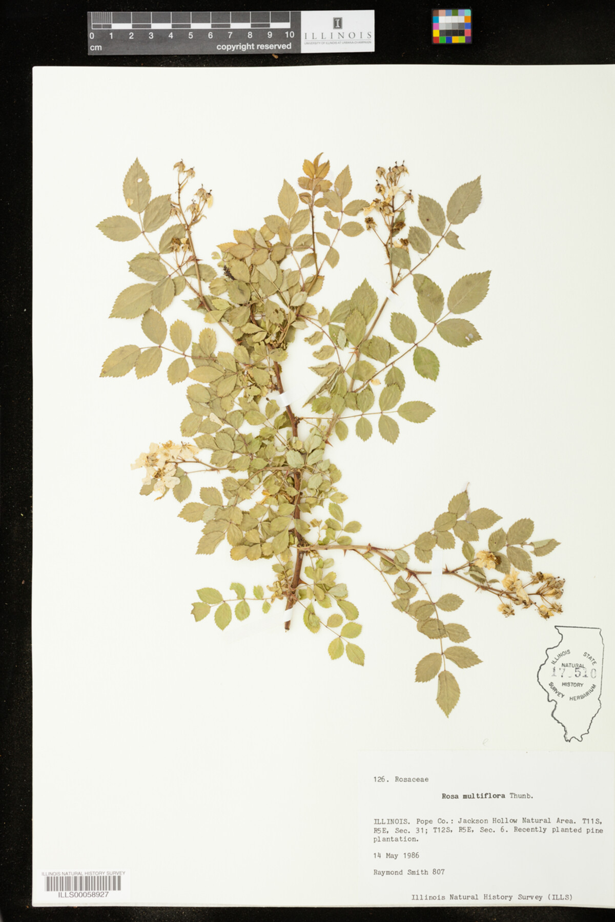 Rosa multiflora image