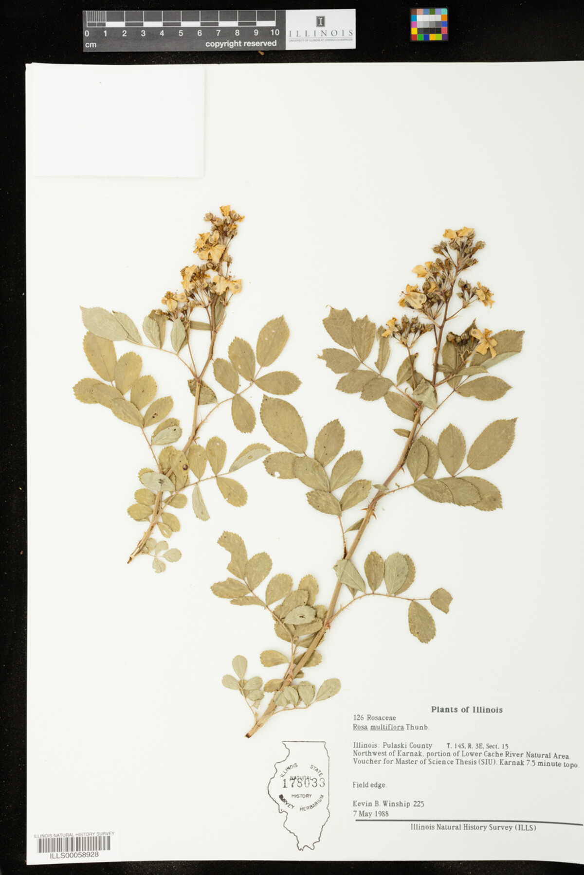 Rosa multiflora image
