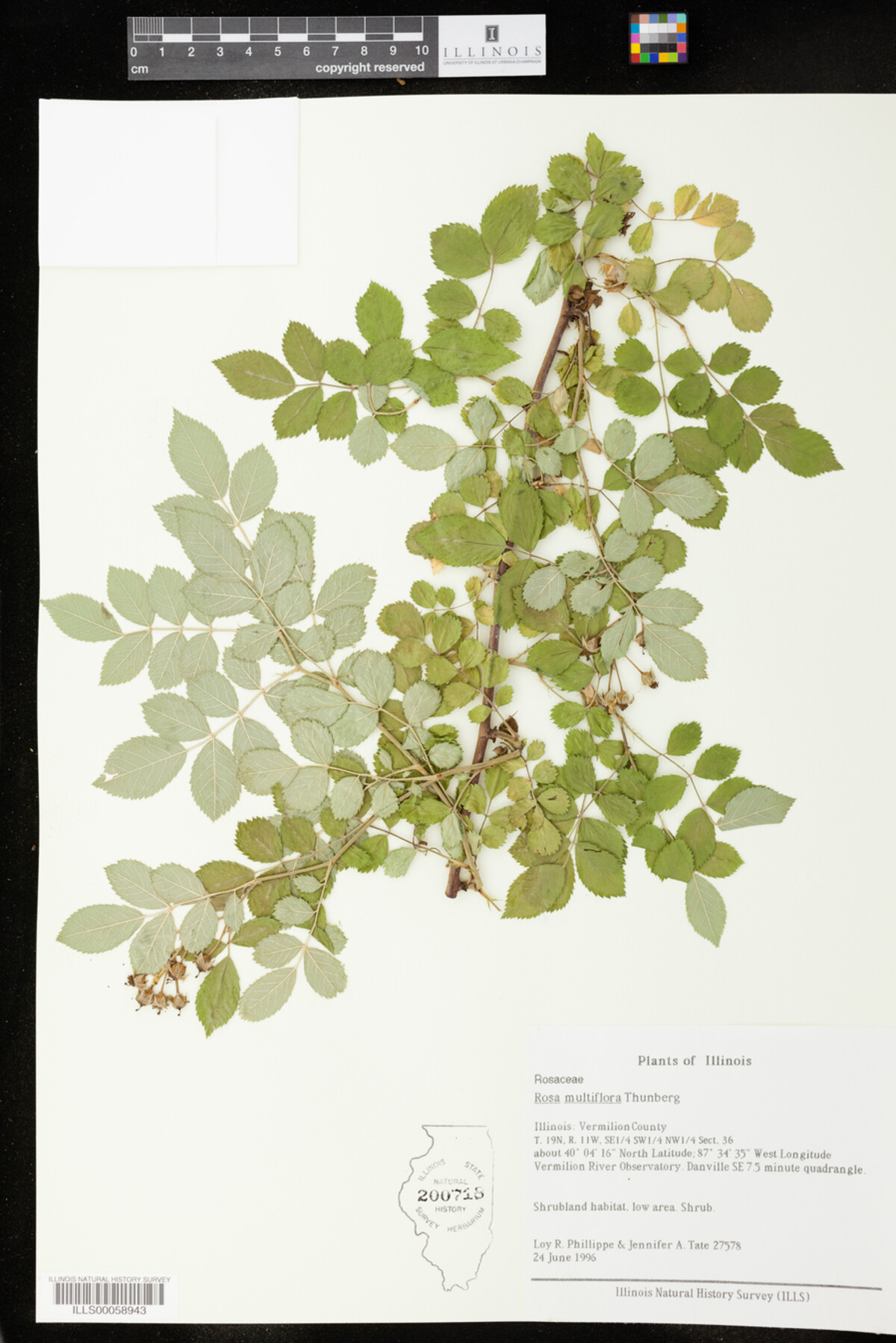 Rosa multiflora image