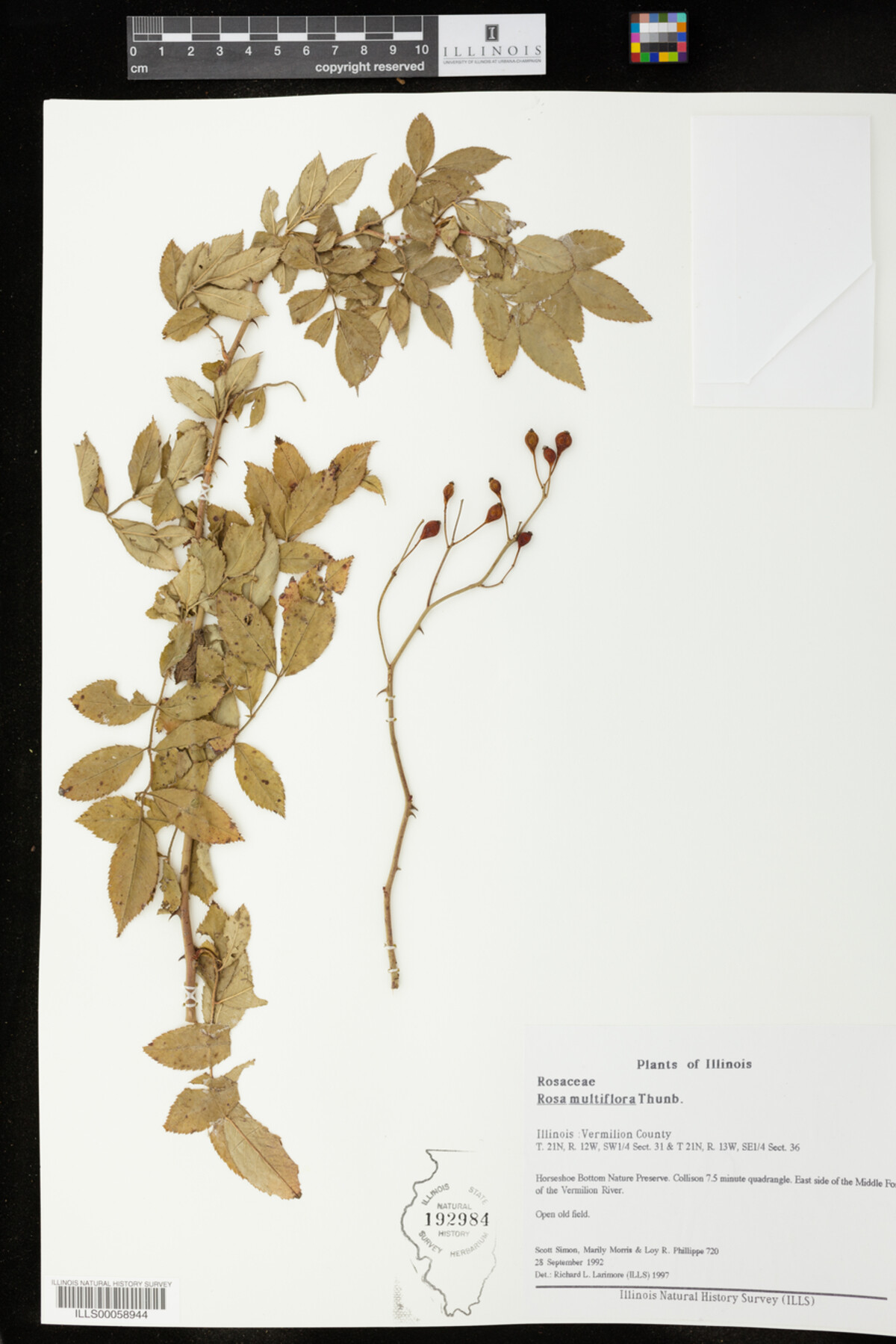 Rosa multiflora image