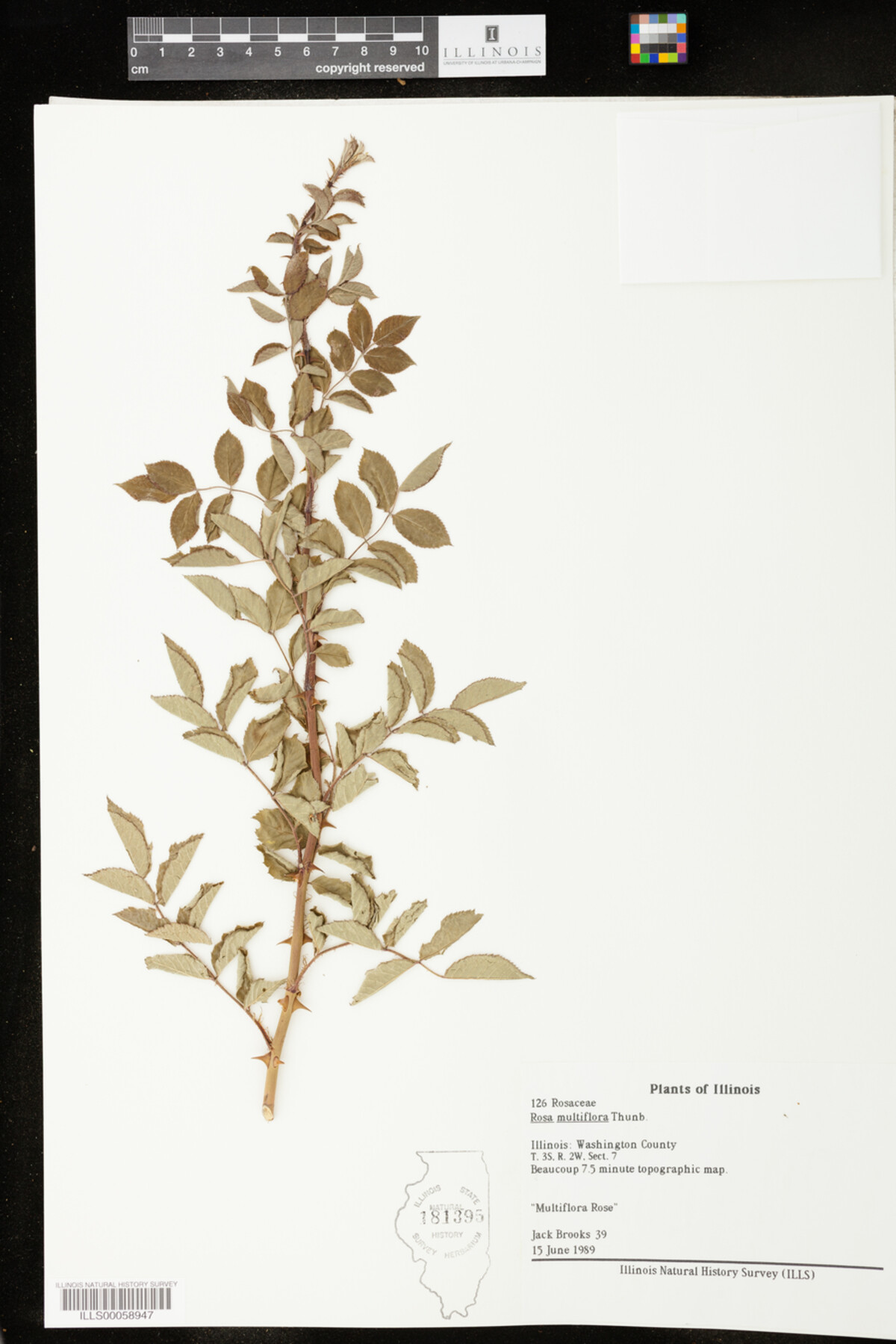 Rosa multiflora image