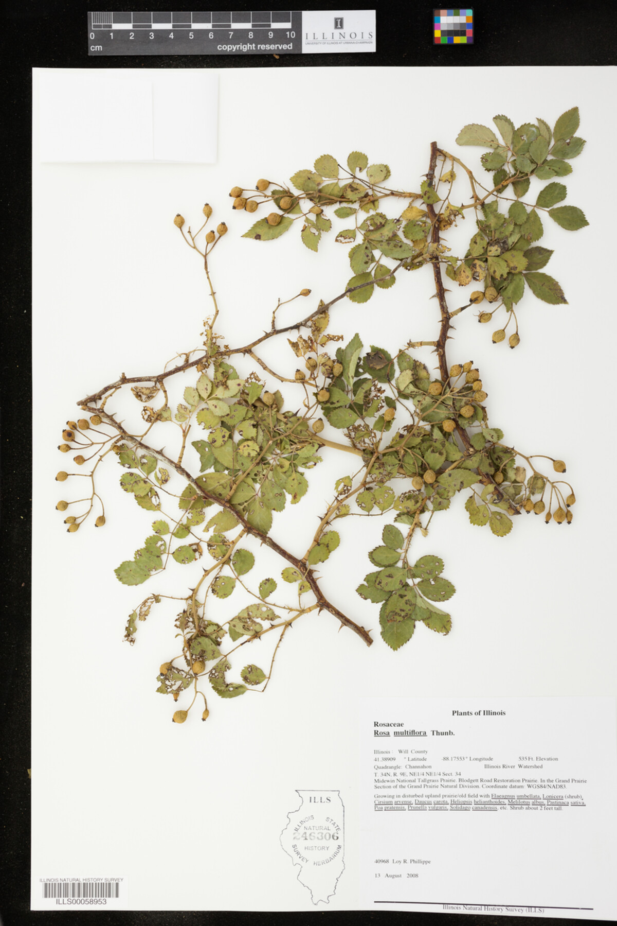 Rosa multiflora image