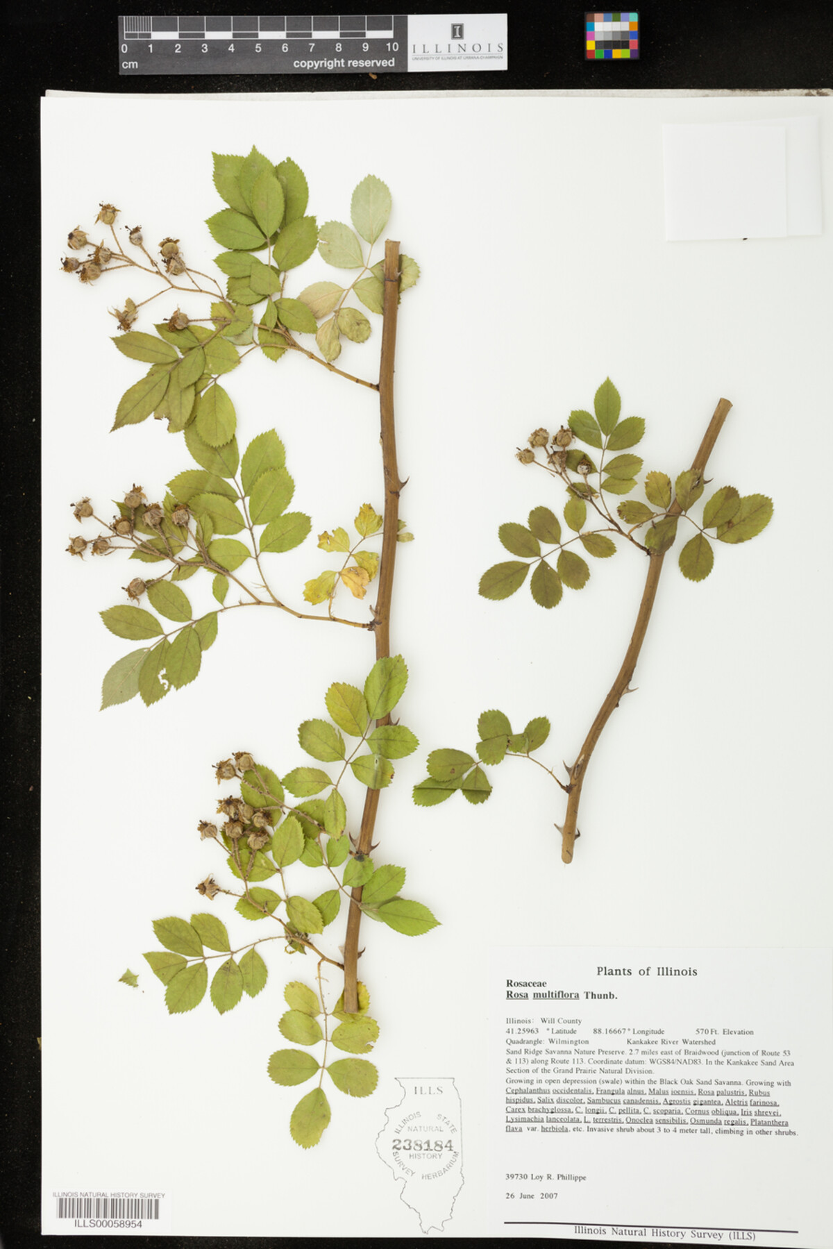 Rosa multiflora image