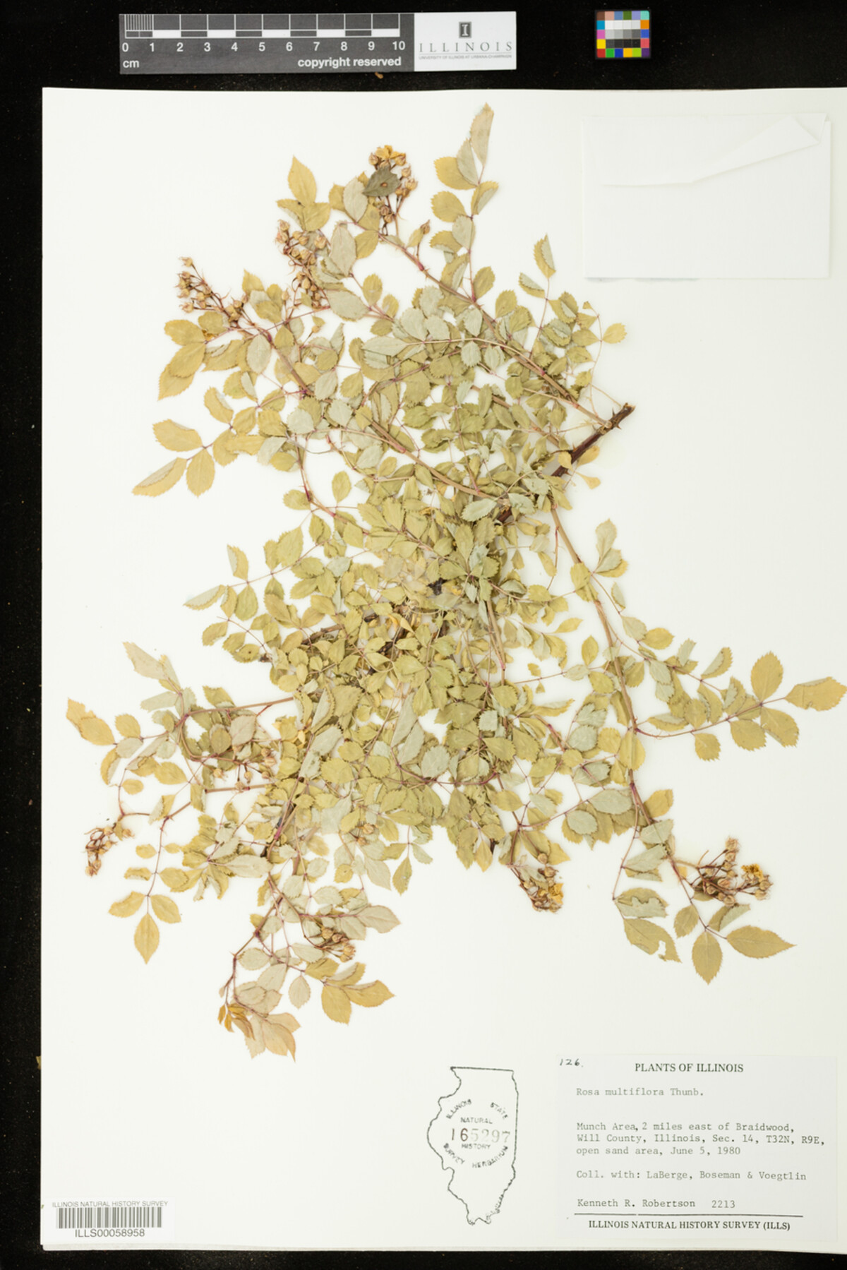 Rosa multiflora image