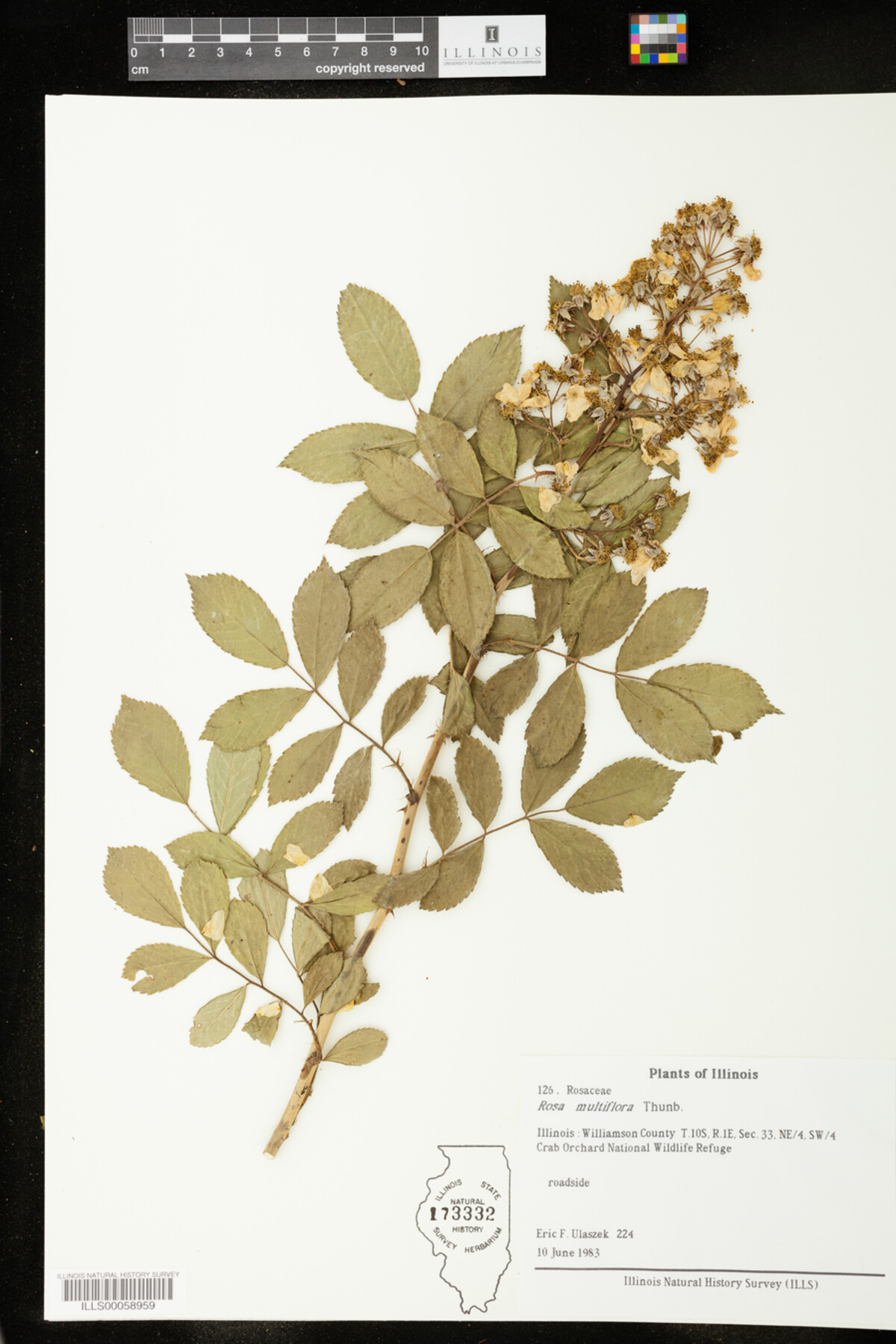 Rosa multiflora image