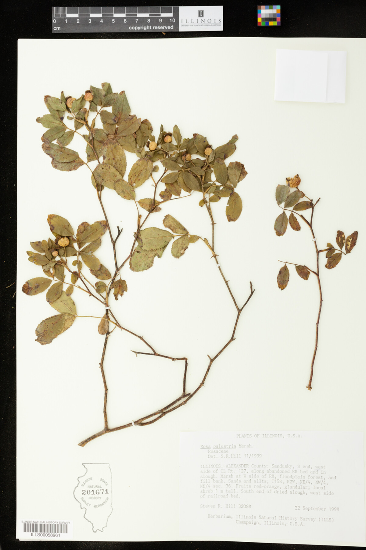 Rosa palustris image