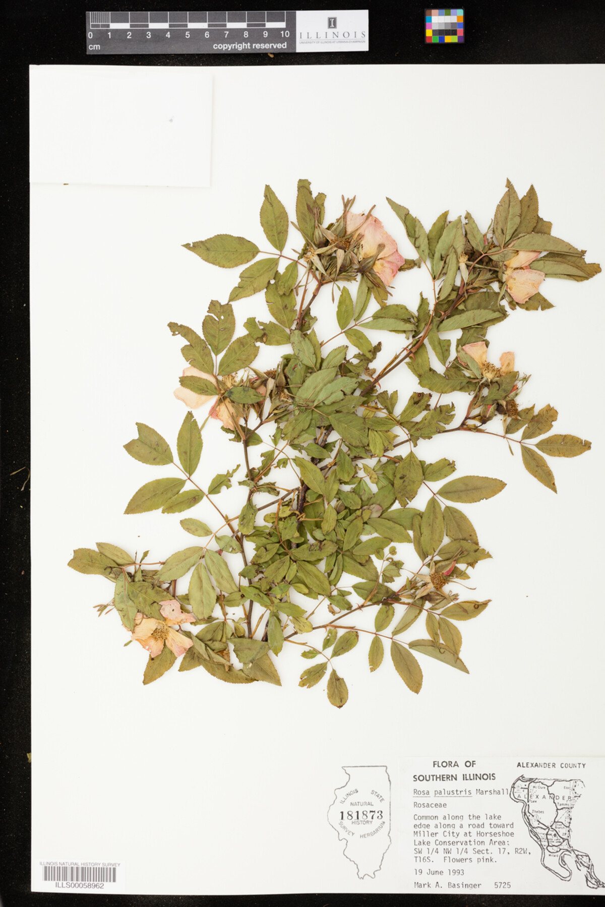 Rosa palustris image