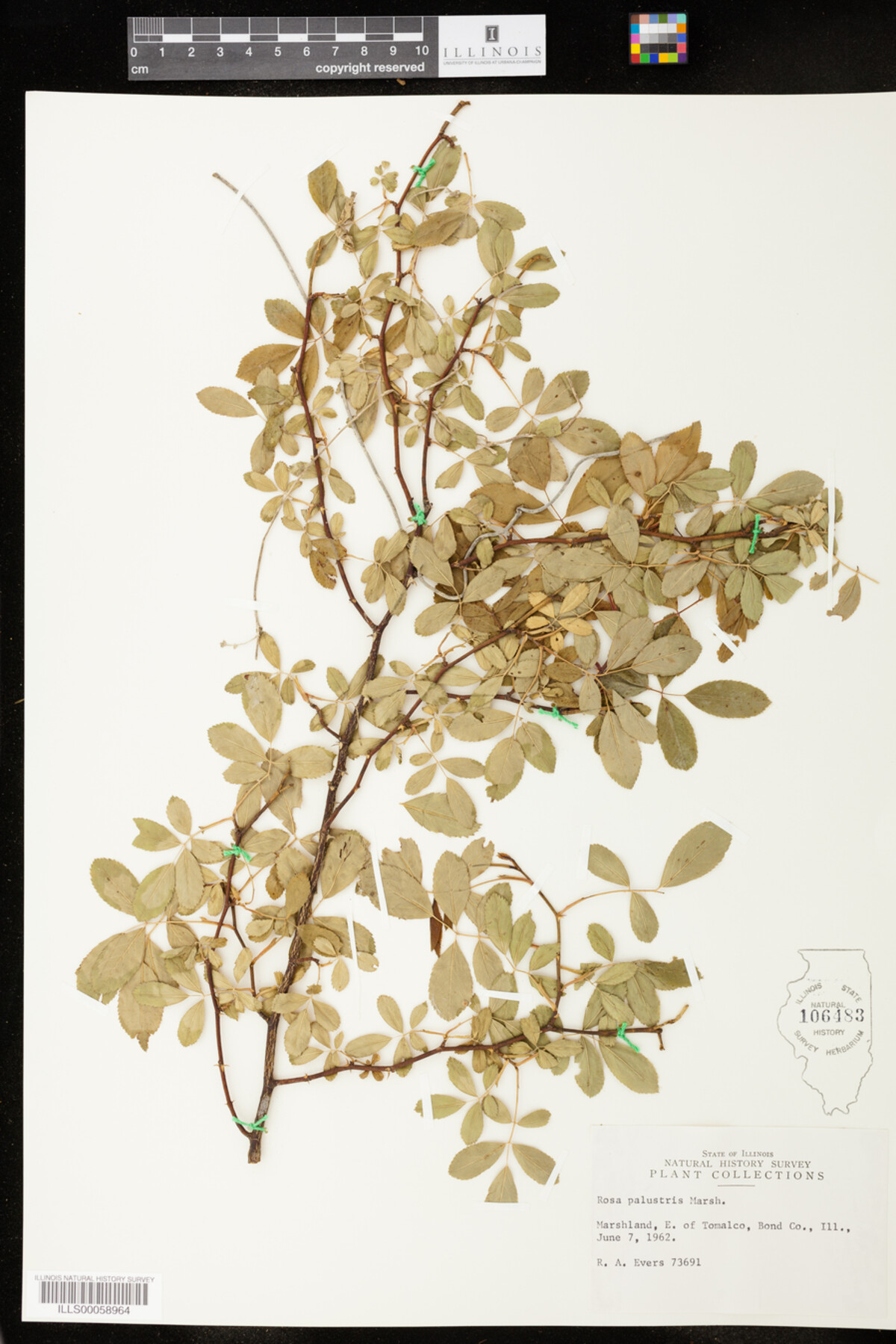 Rosa palustris image