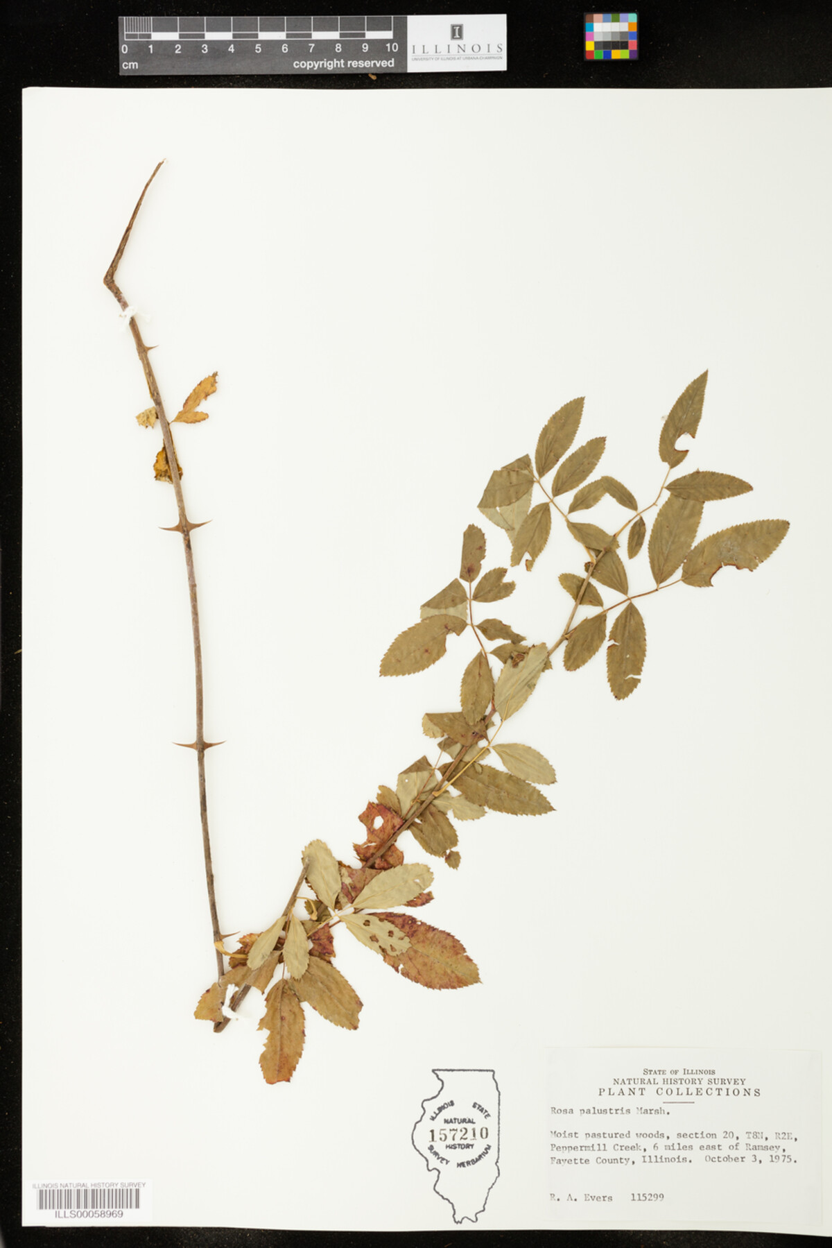 Rosa palustris image