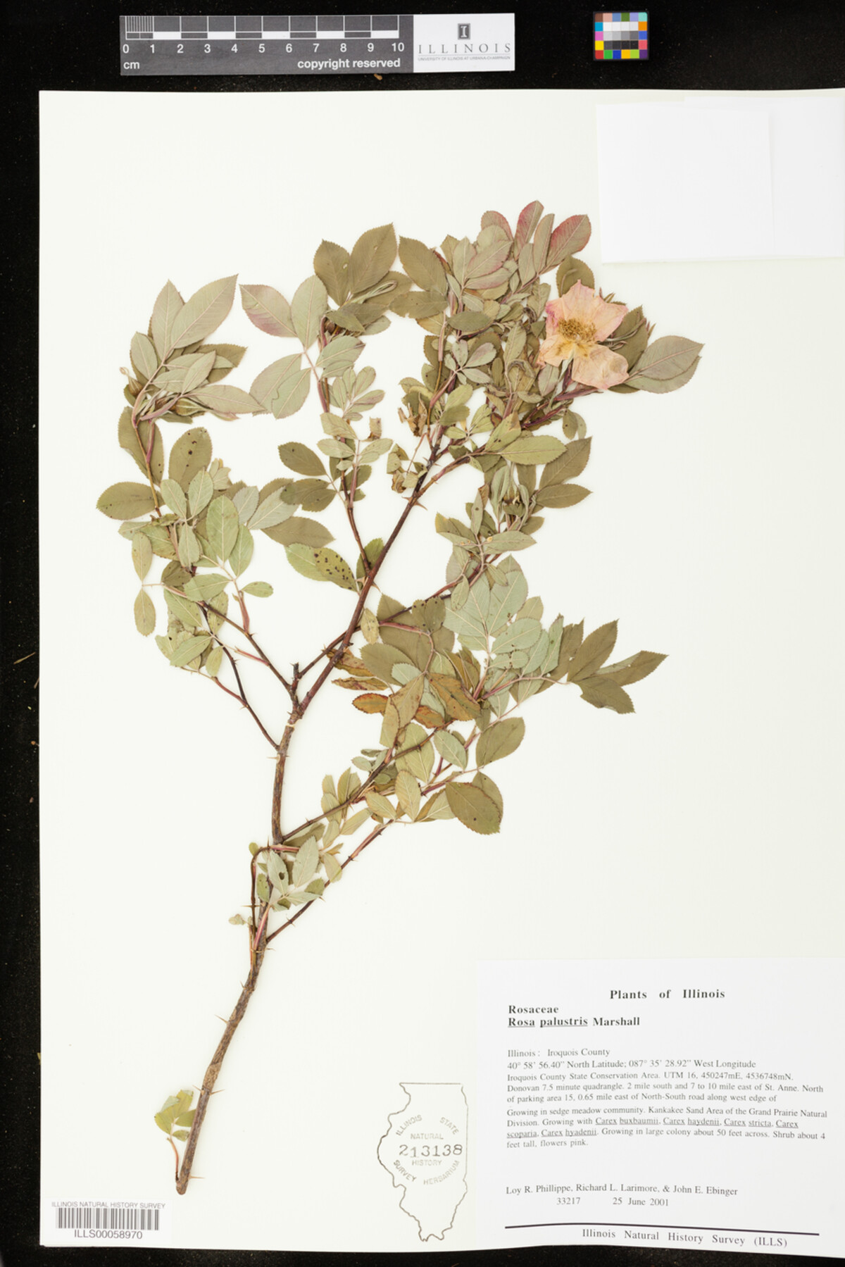 Rosa palustris image