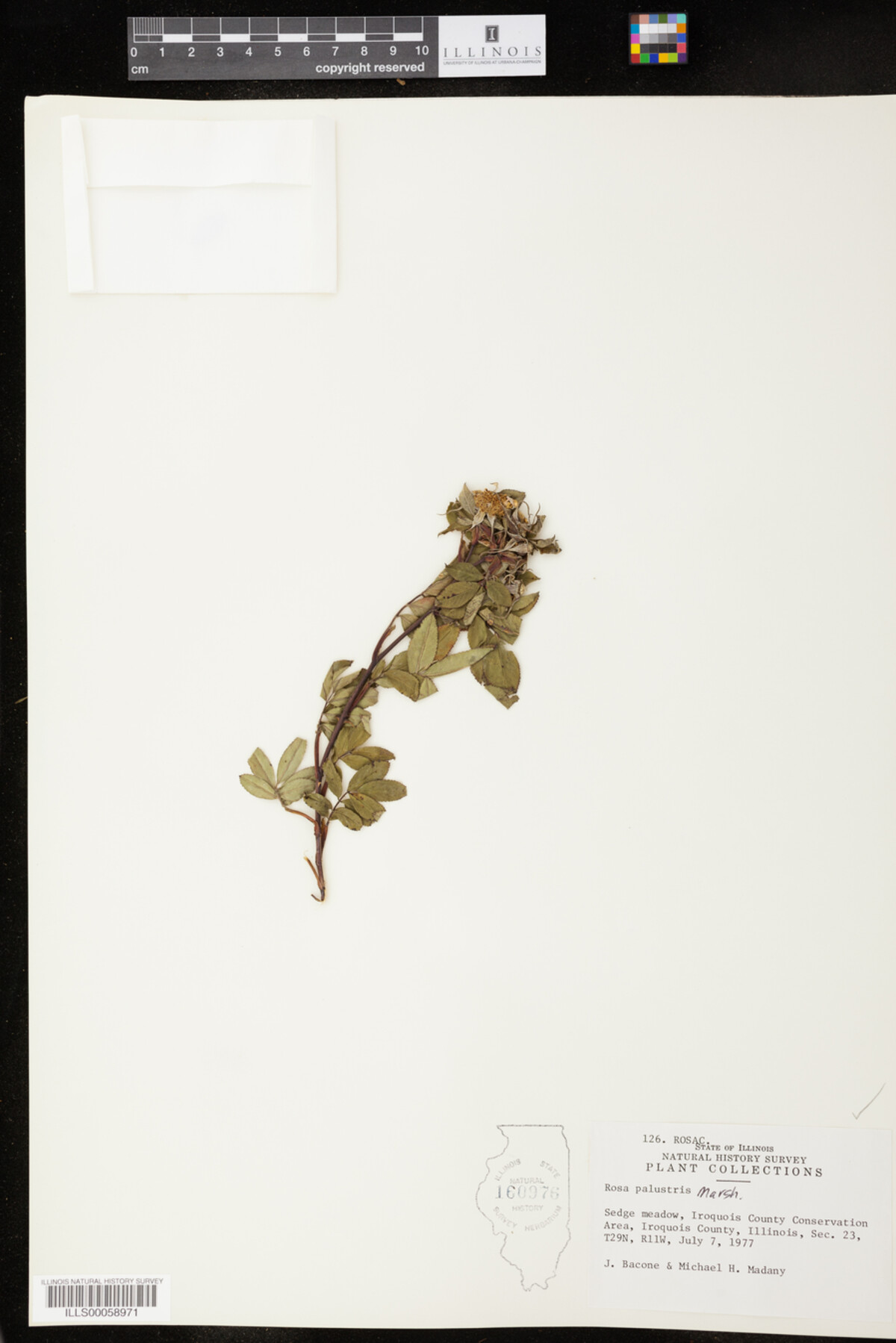 Rosa palustris image