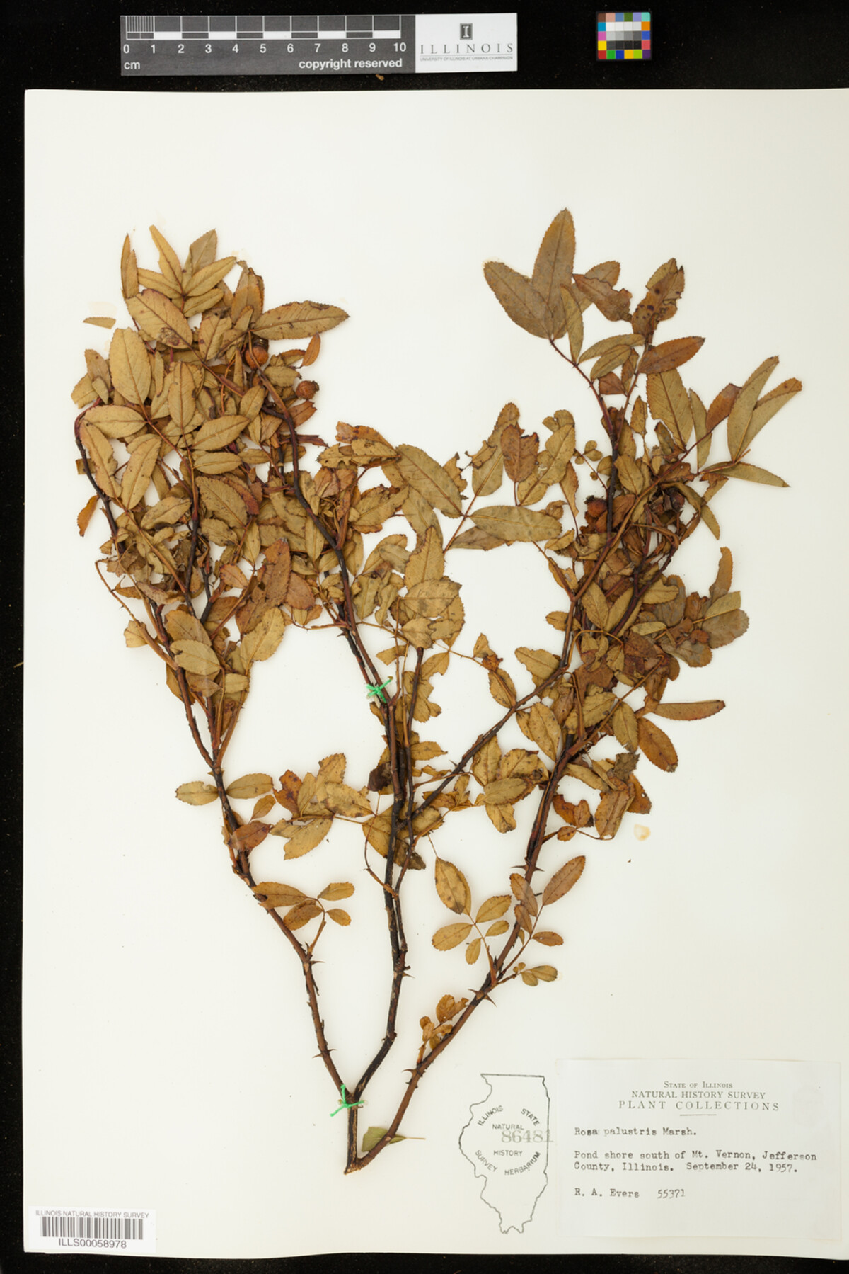 Rosa palustris image