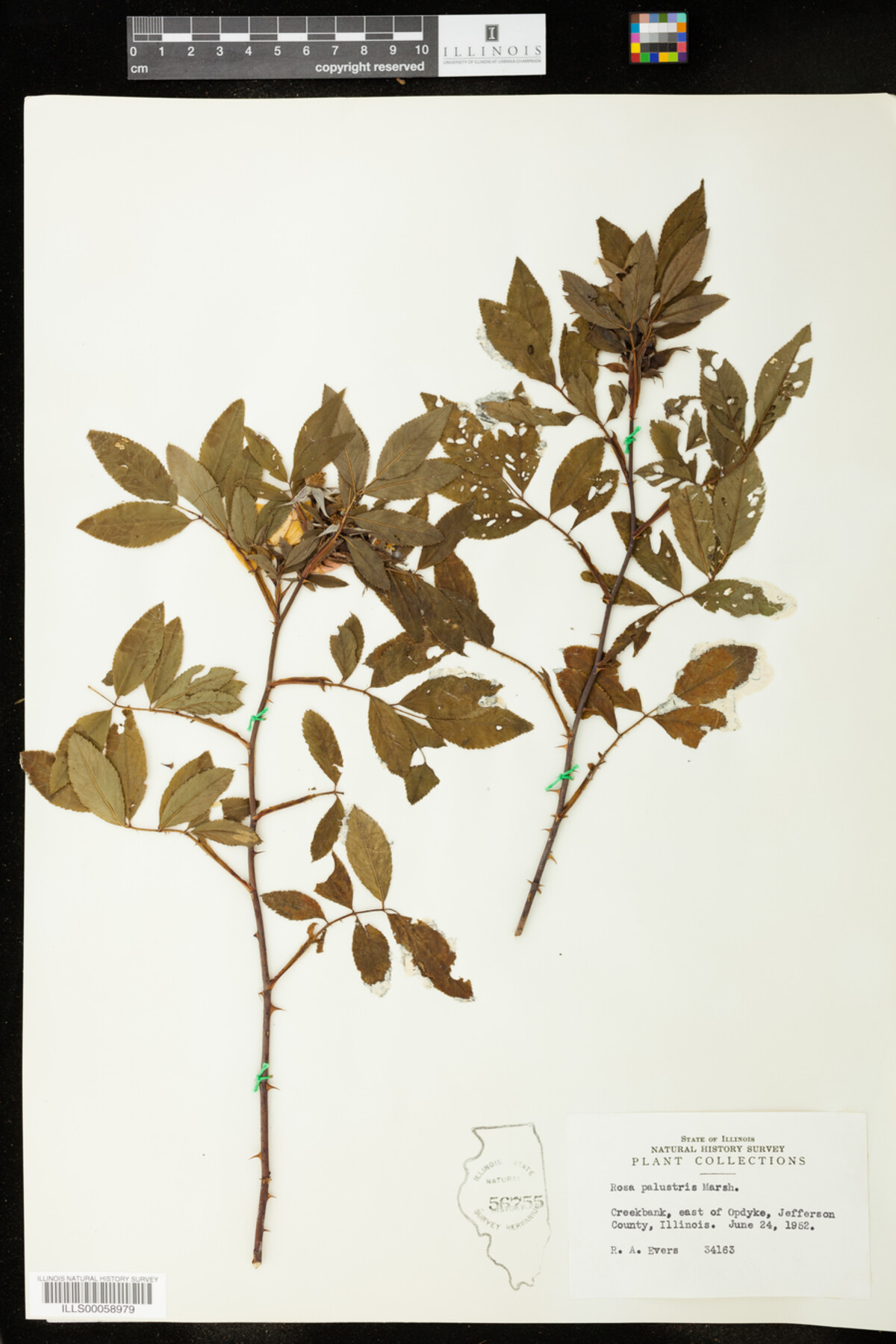 Rosa palustris image