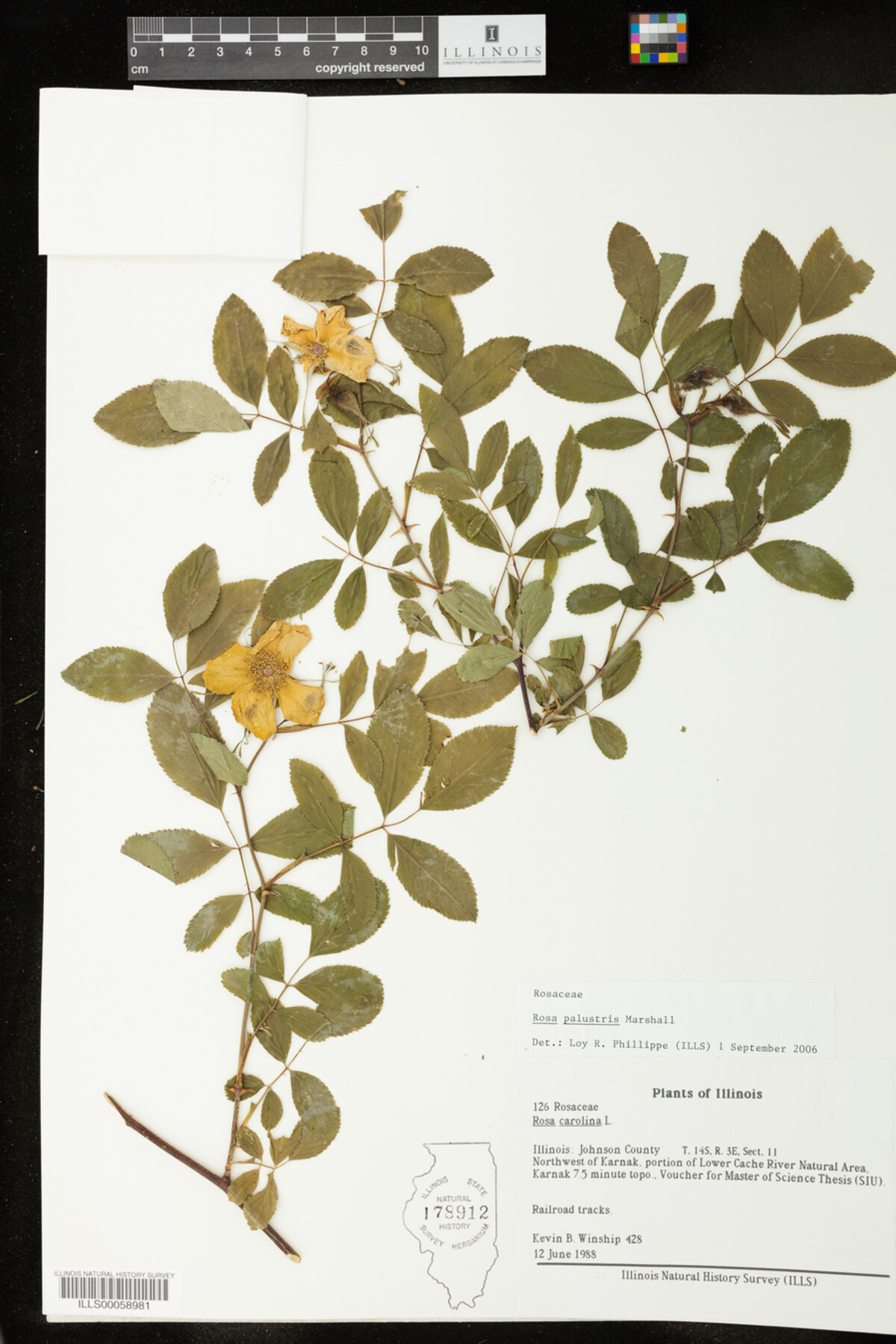 Rosa palustris image