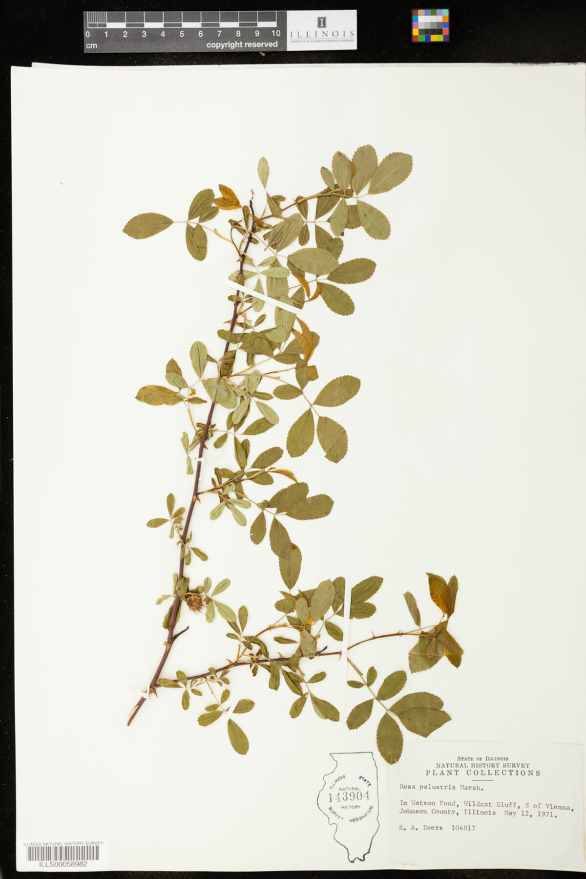 Rosa palustris image