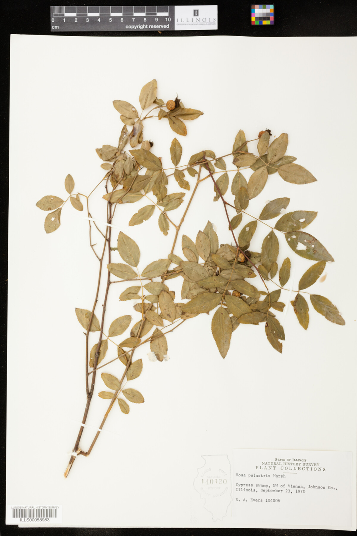 Rosa palustris image