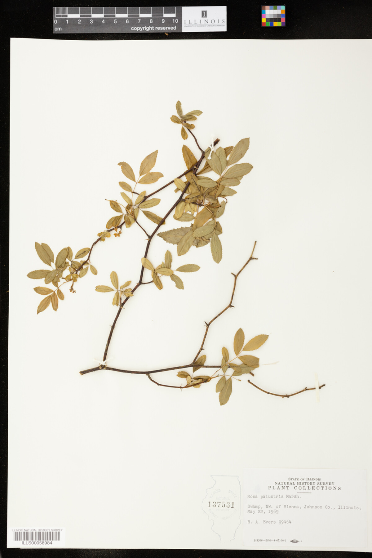 Rosa palustris image