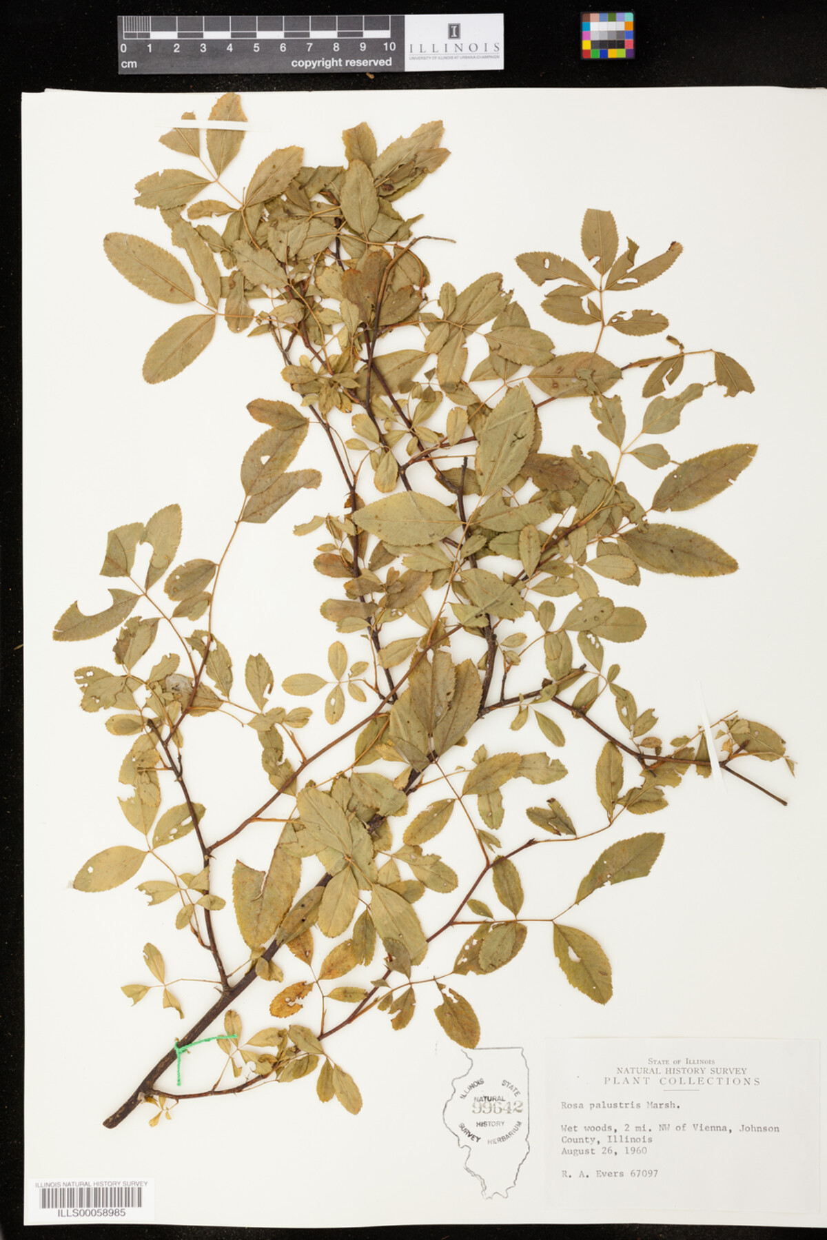 Rosa palustris image