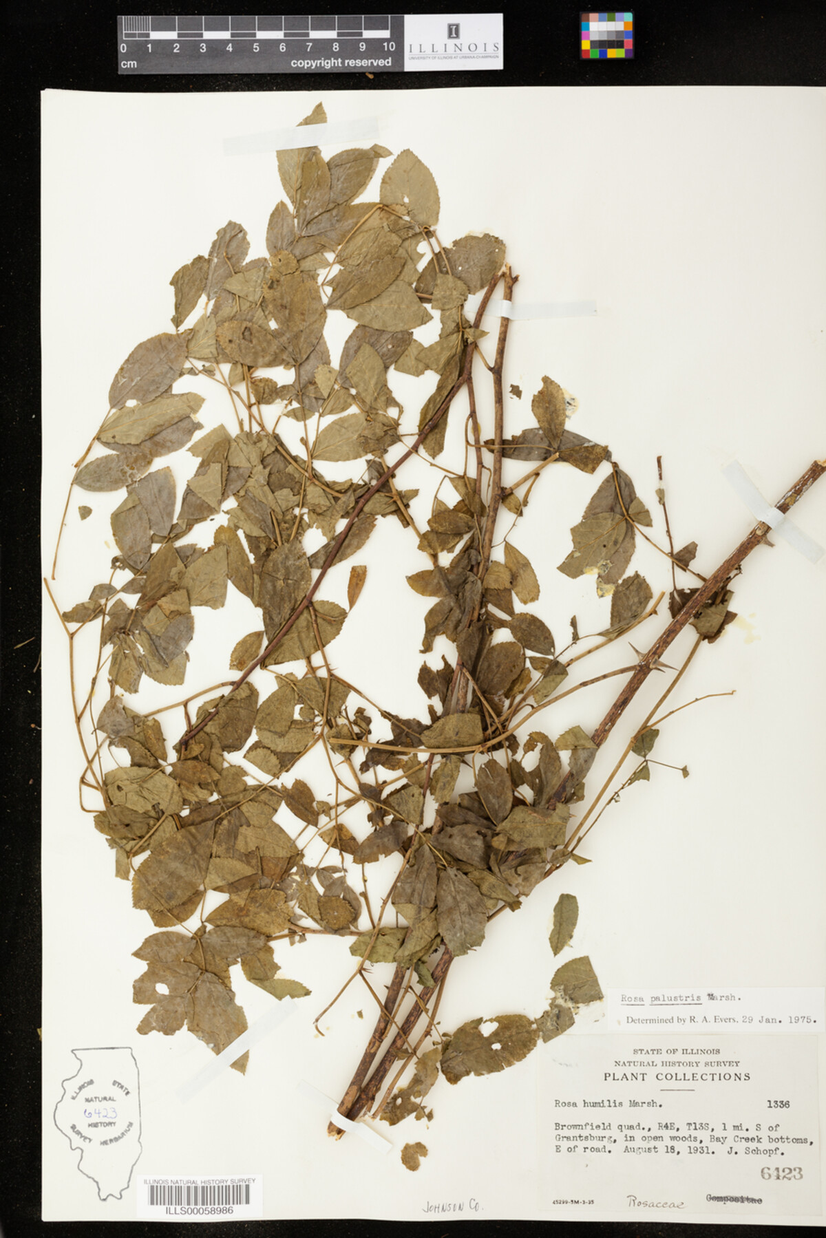 Rosa palustris image