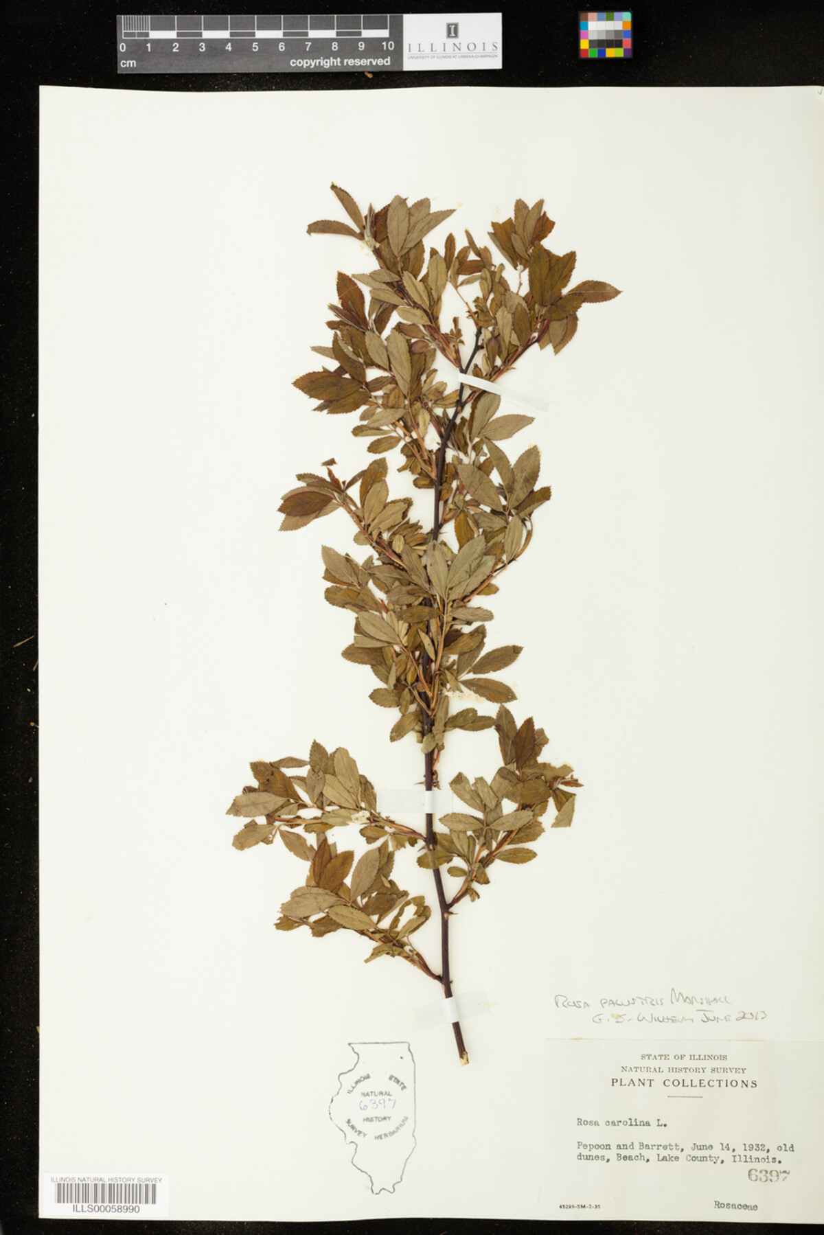 Rosa palustris image