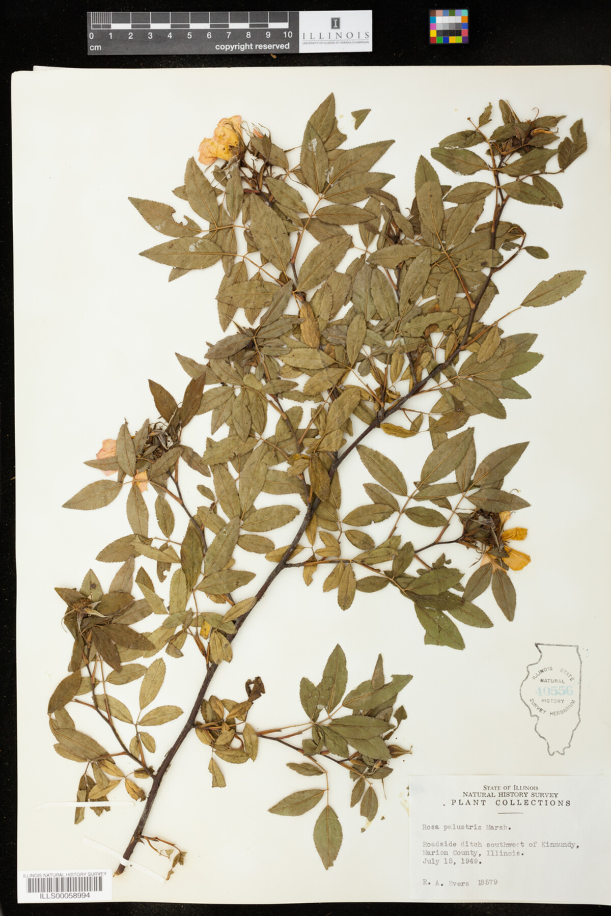 Rosa palustris image