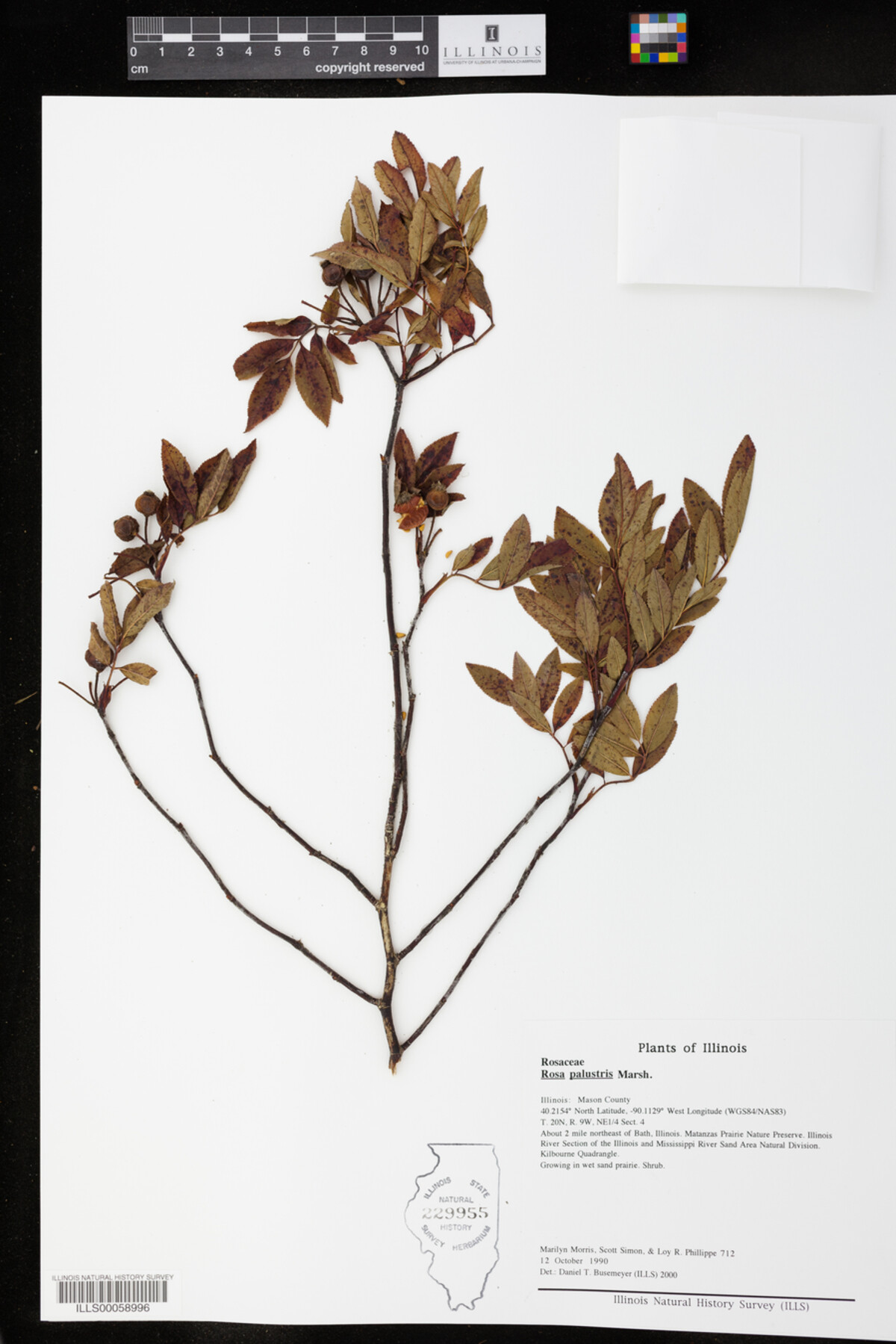 Rosa palustris image