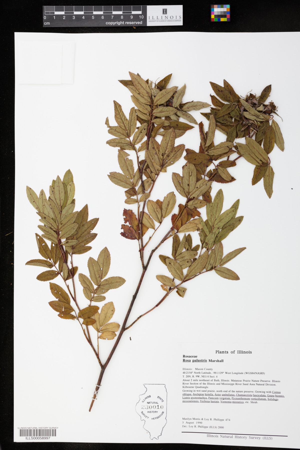Rosa palustris image