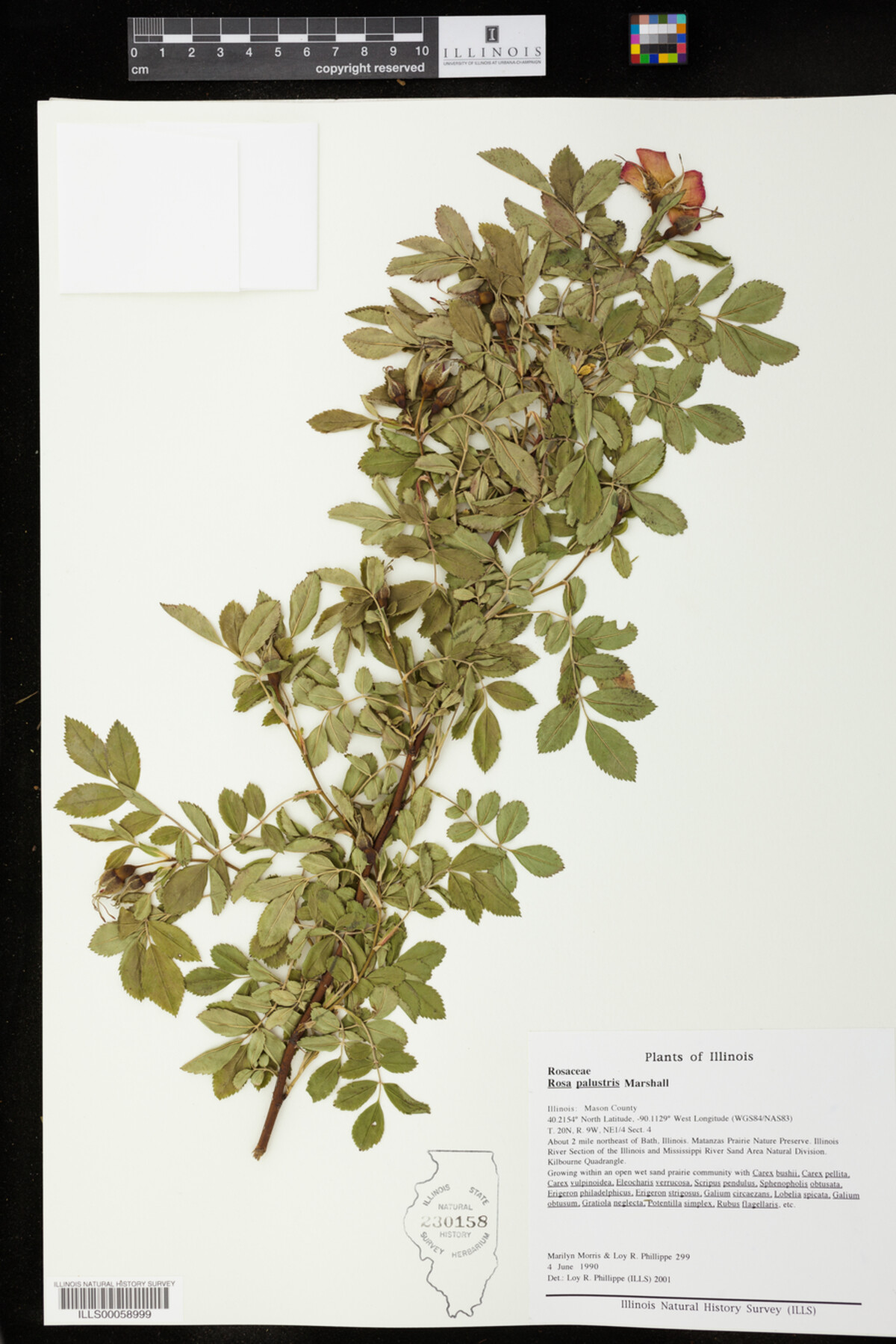 Rosa palustris image