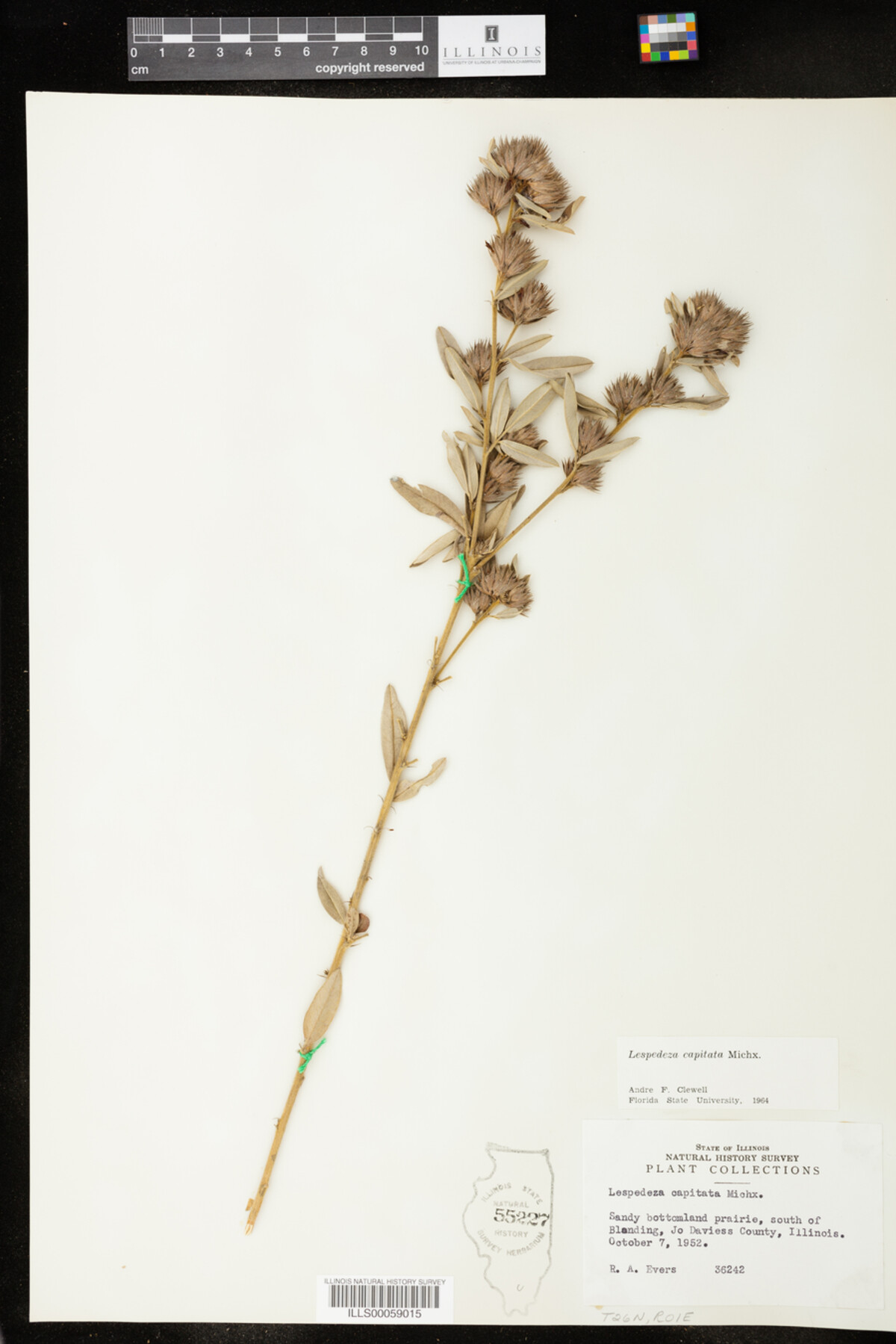 Lespedeza capitata image